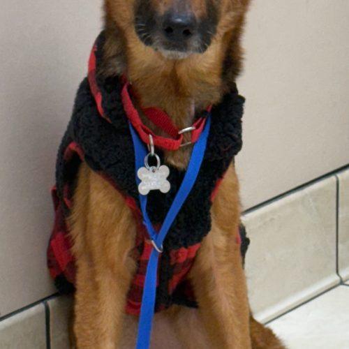 Zelda, Adoptable, Adult Female German Shepherd Dog.