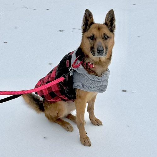 Enlarge Zelda, a Adoptable German Shepherd Dog in Raleigh, NC image 2/3