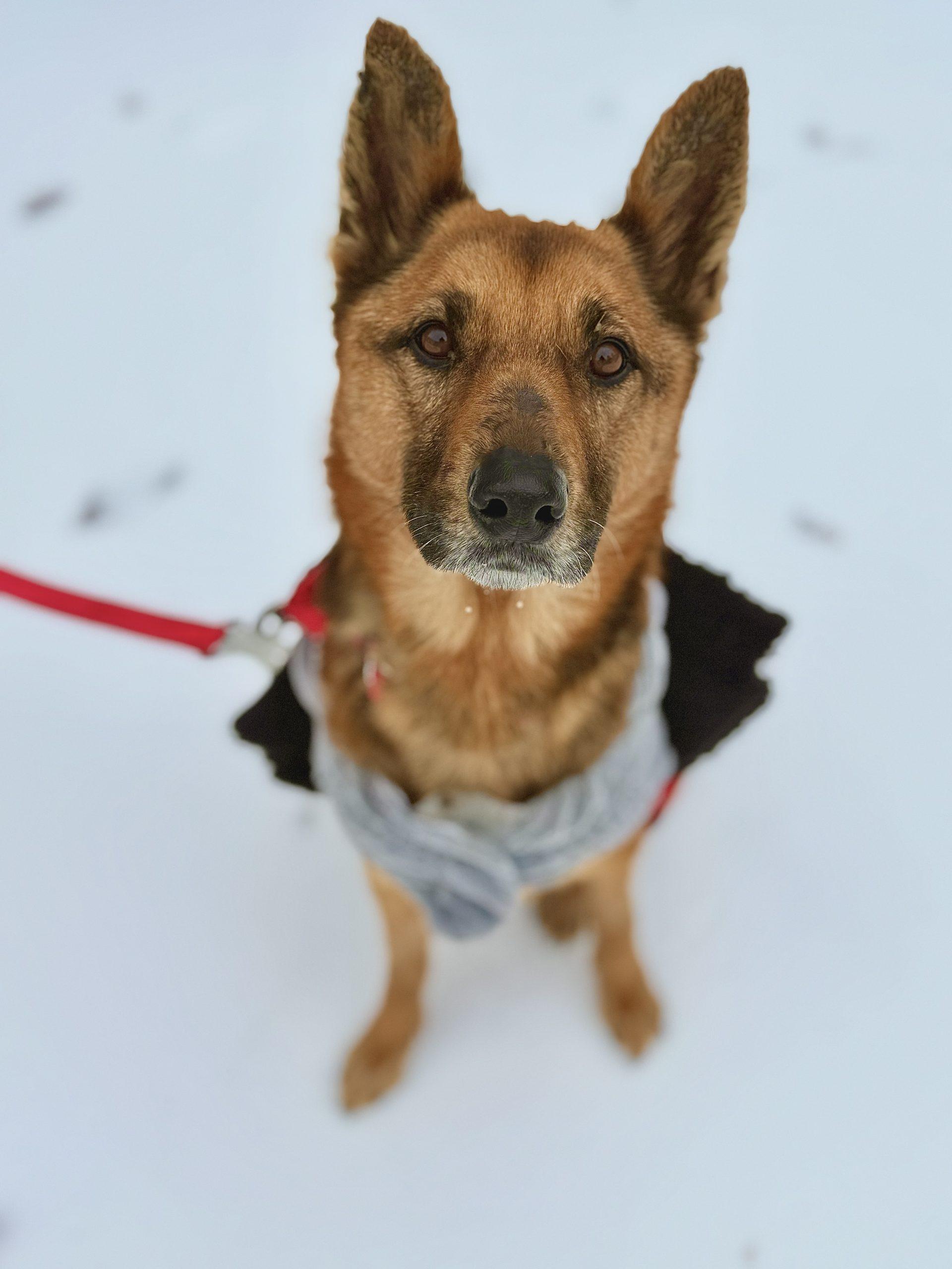 Enlarge Zelda, a Adoptable German Shepherd Dog in Raleigh, NC image 3/3