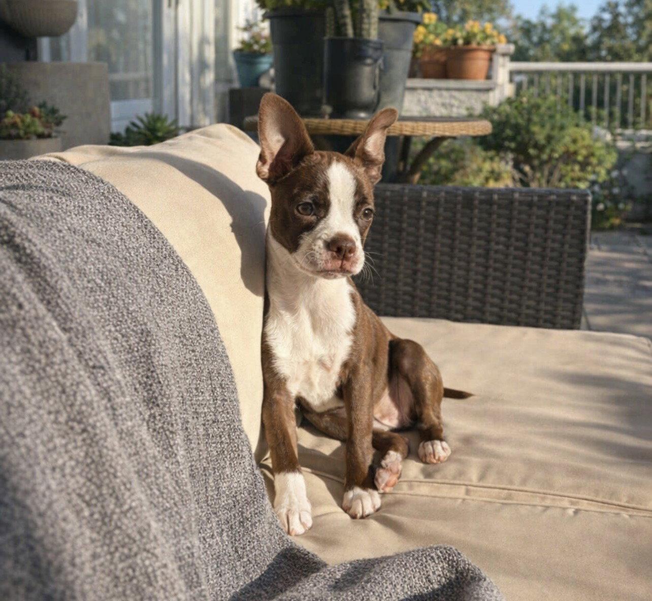 Chelsea, Adoptable, Puppy Female Boston Terrier.