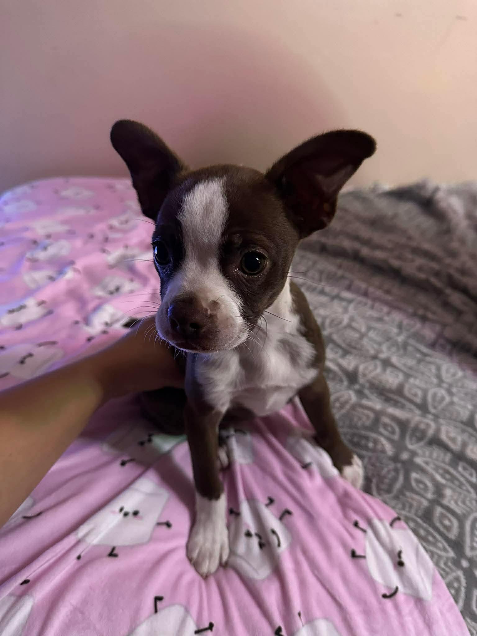 Enlarge Chelsea, a Adoptable Boston Terrier in Orange, CA image 3/3