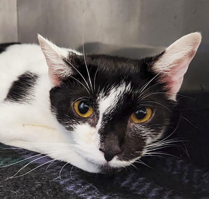 Hawaii, Adoptable, Adult Female Domestic Short Hair.