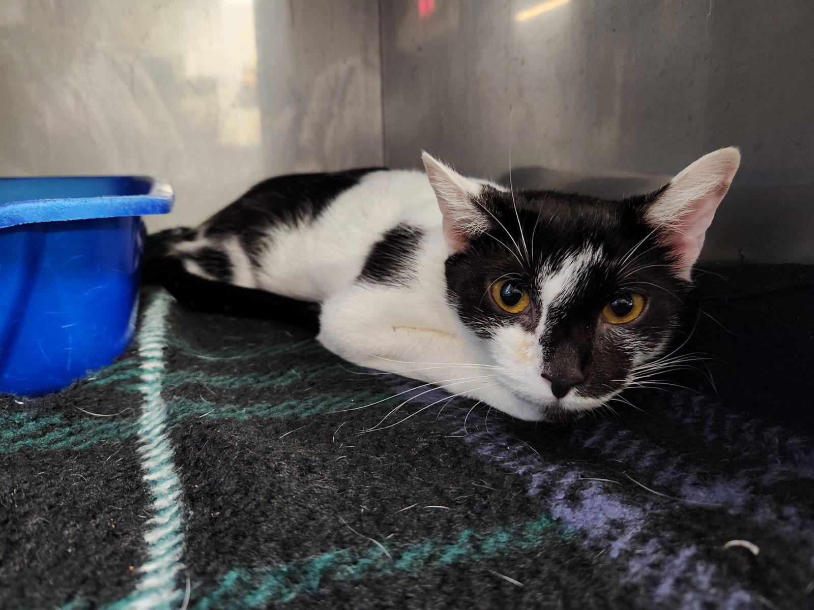 Hawaii, a Adoptable Domestic Short Hair in Cuyahoga Falls, OH image 2/2