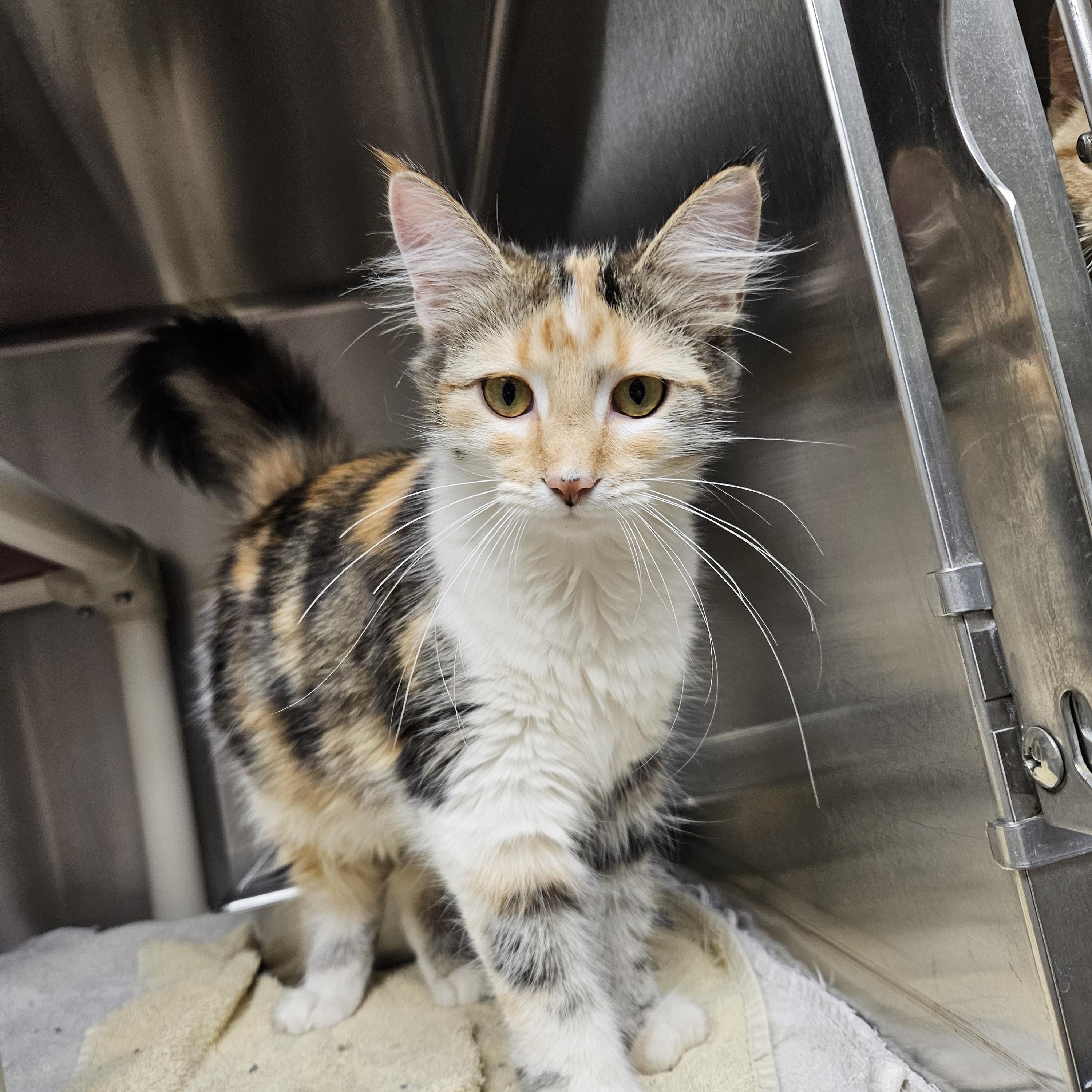 Pixie, a ADOPTABLE mixed breed in Bluffton, IN image 3/3