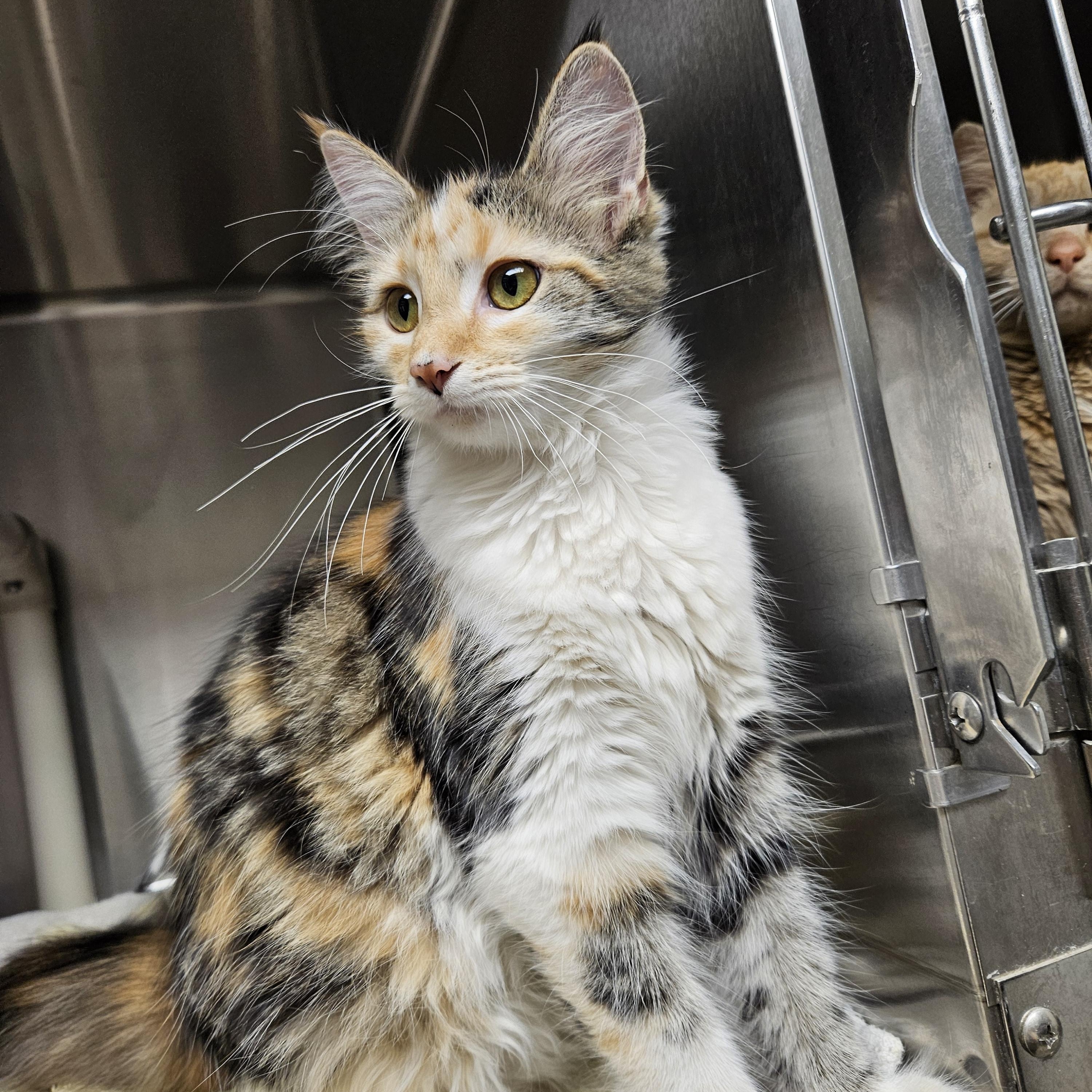 Pixie, ADOPTABLE, Young Female Calico & Domestic Medium Hair.