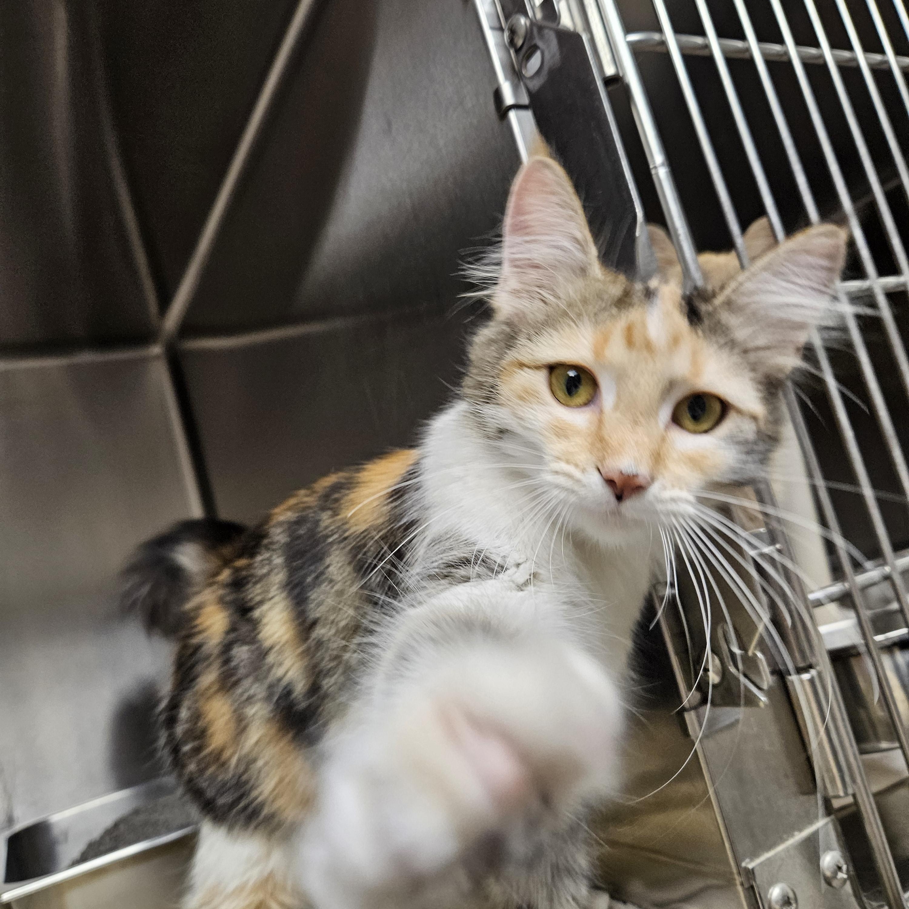 Pixie, a ADOPTABLE mixed breed in Bluffton, IN image 2/3