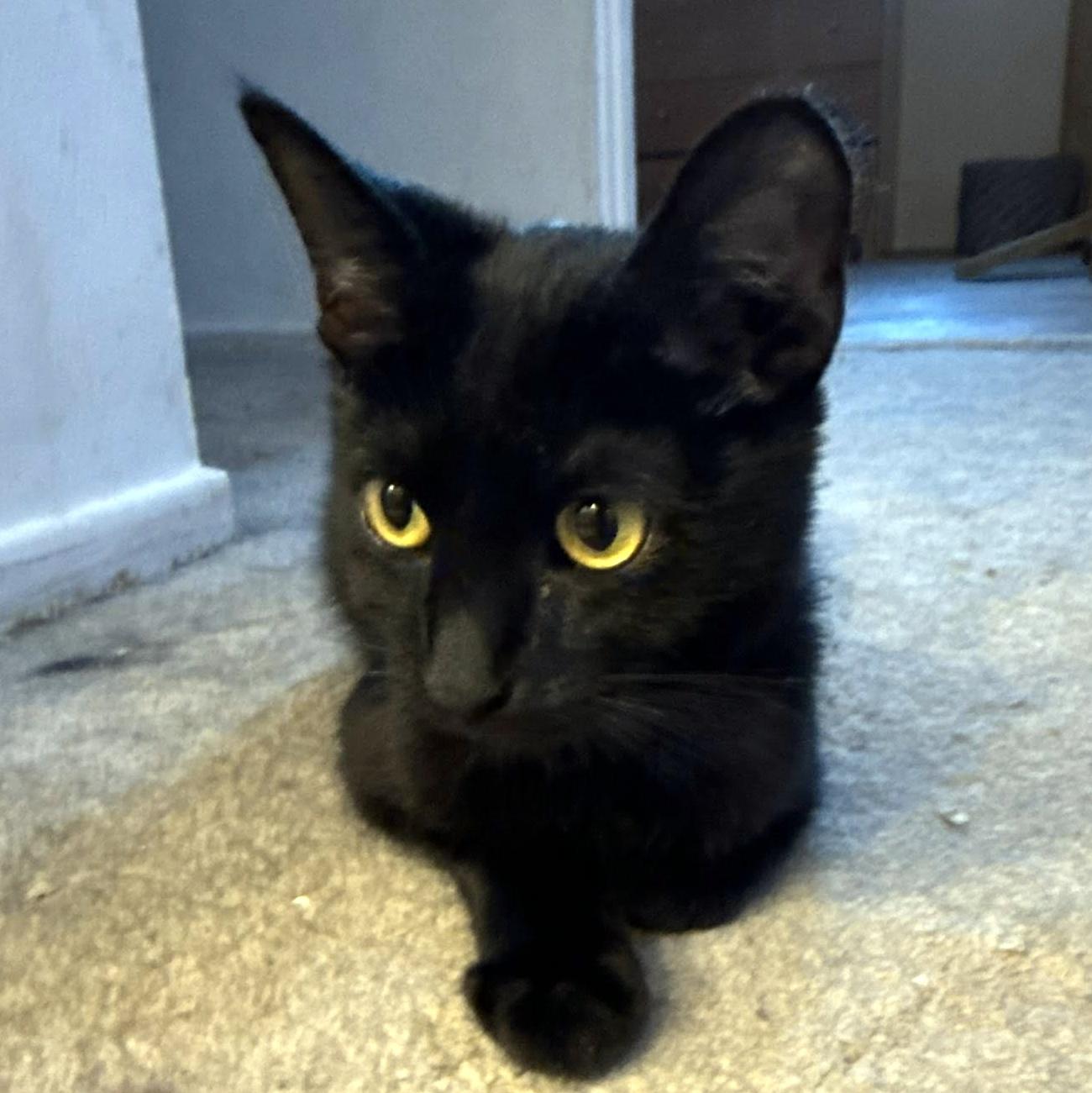 Enlarge Flounder, a Adoptable Domestic Short Hair in Pittsburgh, PA image 6/6