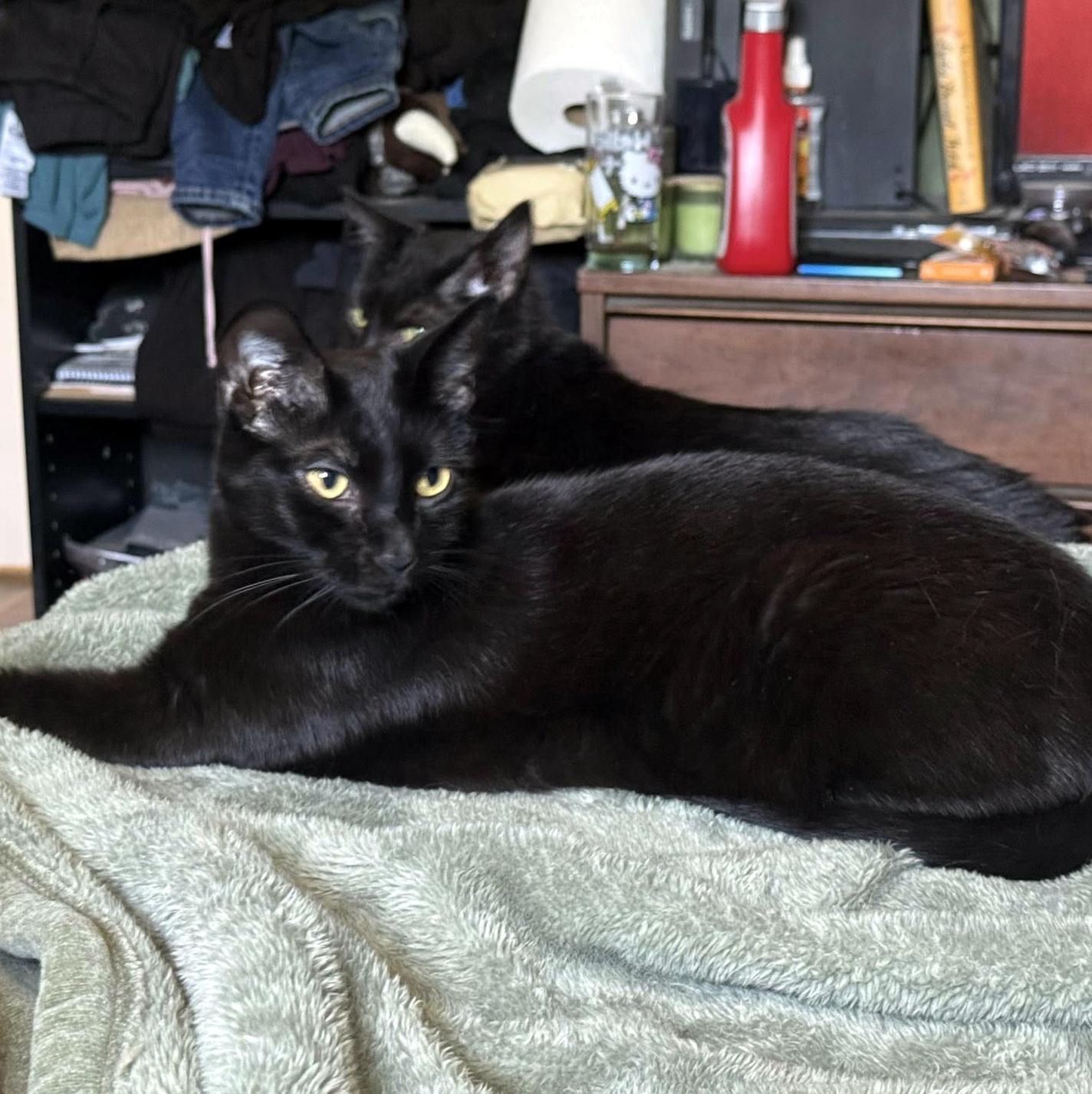 Enlarge Flounder, a Adoptable Domestic Short Hair in Pittsburgh, PA image 3/6