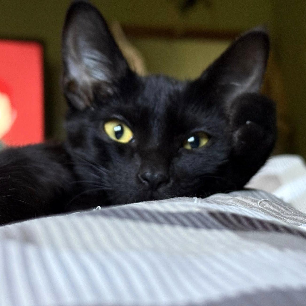 Enlarge Flounder, a Adoptable Domestic Short Hair in Pittsburgh, PA image 4/6