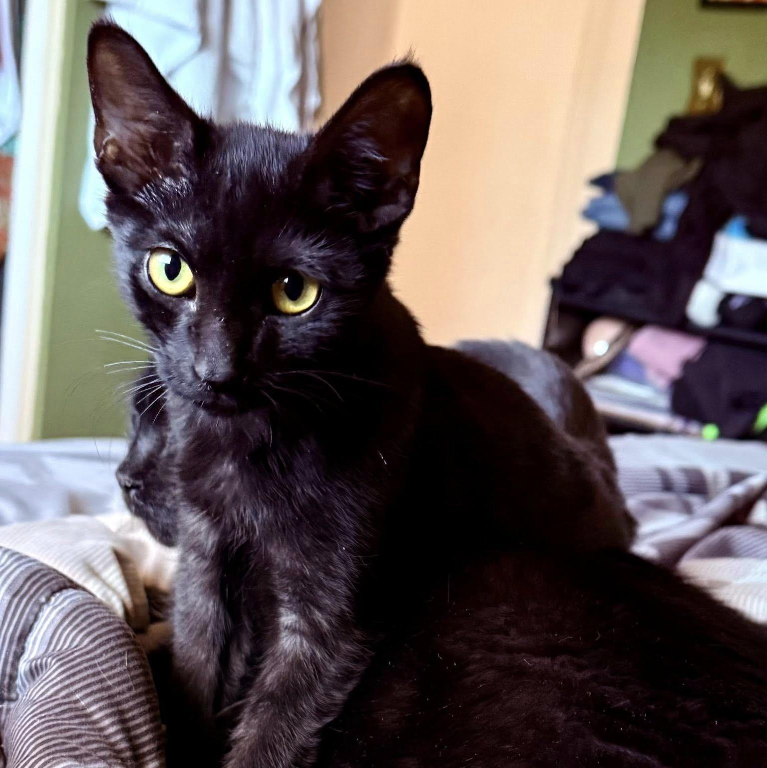Enlarge Flounder, a Adoptable Domestic Short Hair in Pittsburgh, PA image 1/6