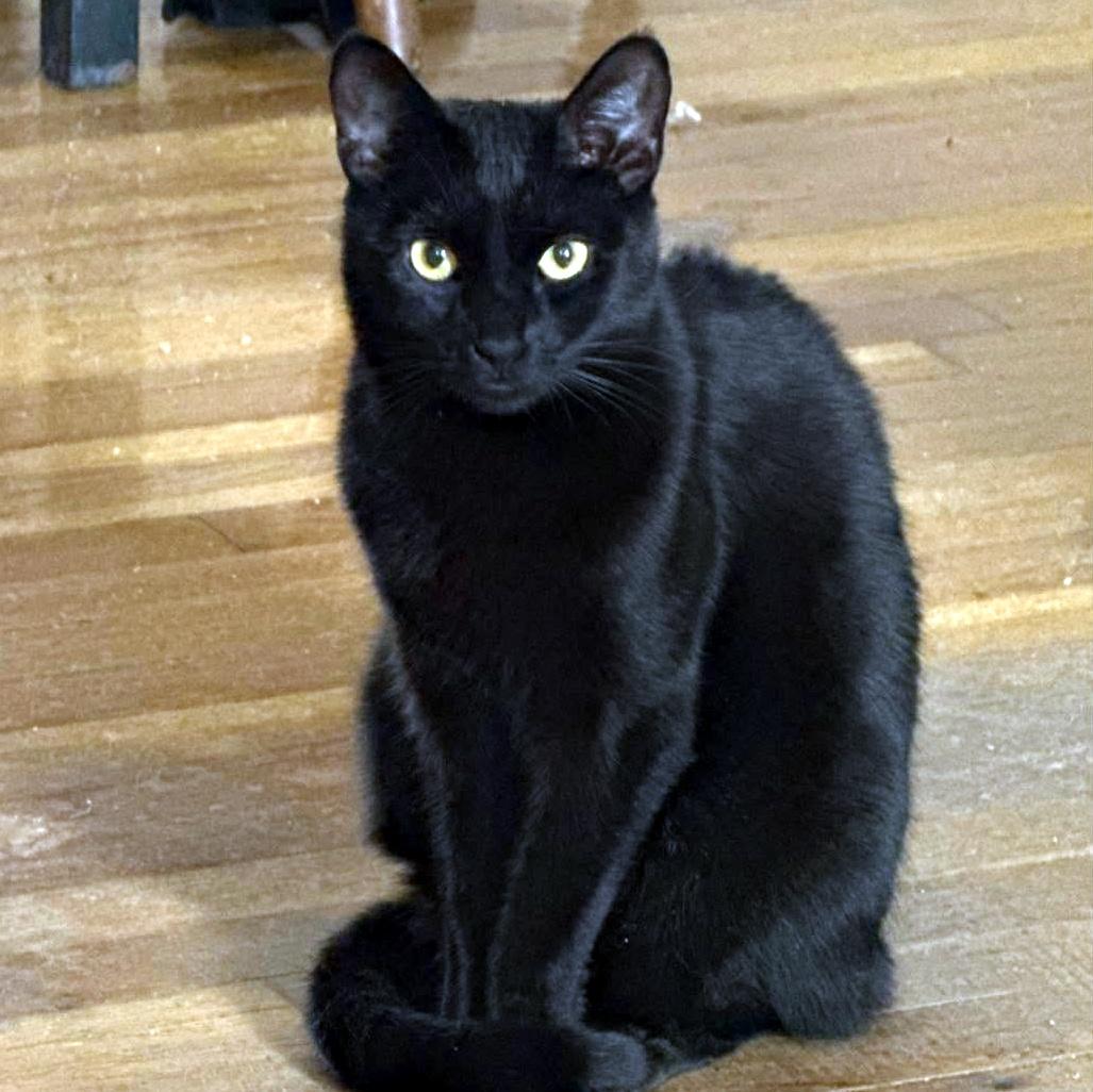 Enlarge Flounder, a Adoptable Domestic Short Hair in Pittsburgh, PA image 2/6