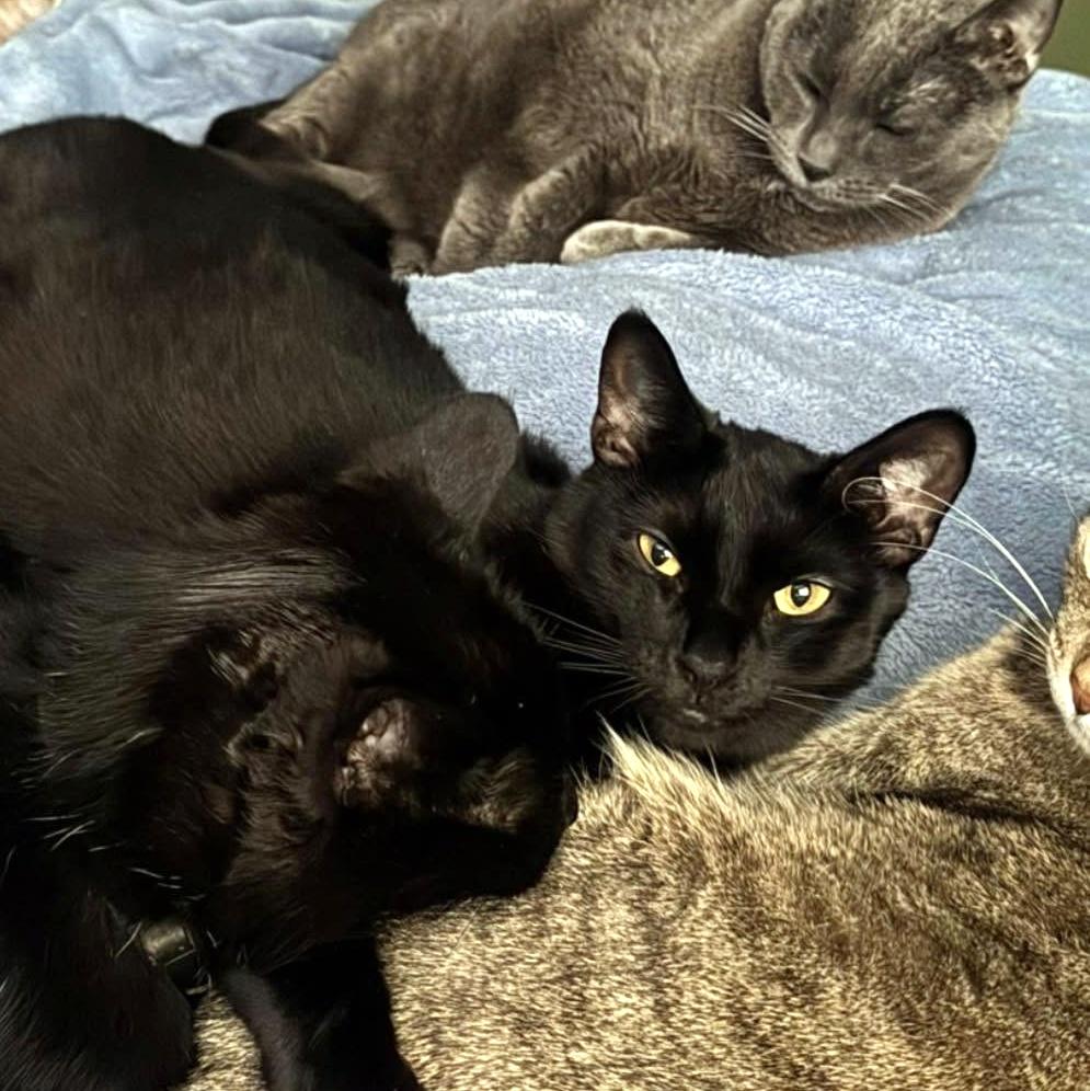Enlarge Flounder, a Adoptable Domestic Short Hair in Pittsburgh, PA image 5/6