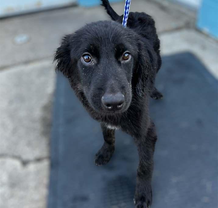 Buddy, Adoptable, Puppy Male Labrador Retriever.
