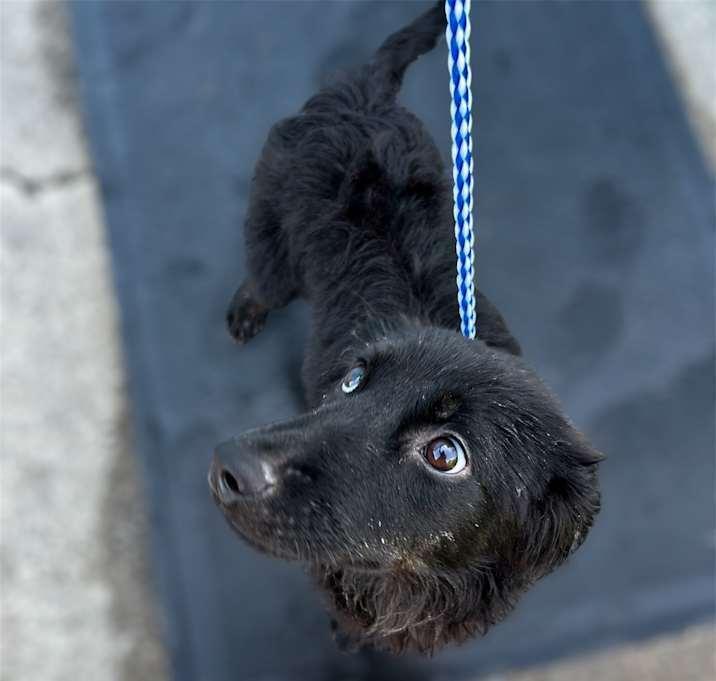 Enlarge Buddy, a Adoptable mixed breed in Brownstown, IN image 2/2