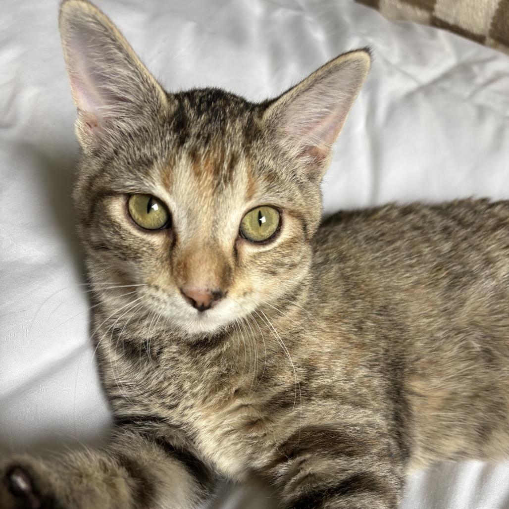 Maple Syrup, Adoptable, Kitten Female Domestic Short Hair.