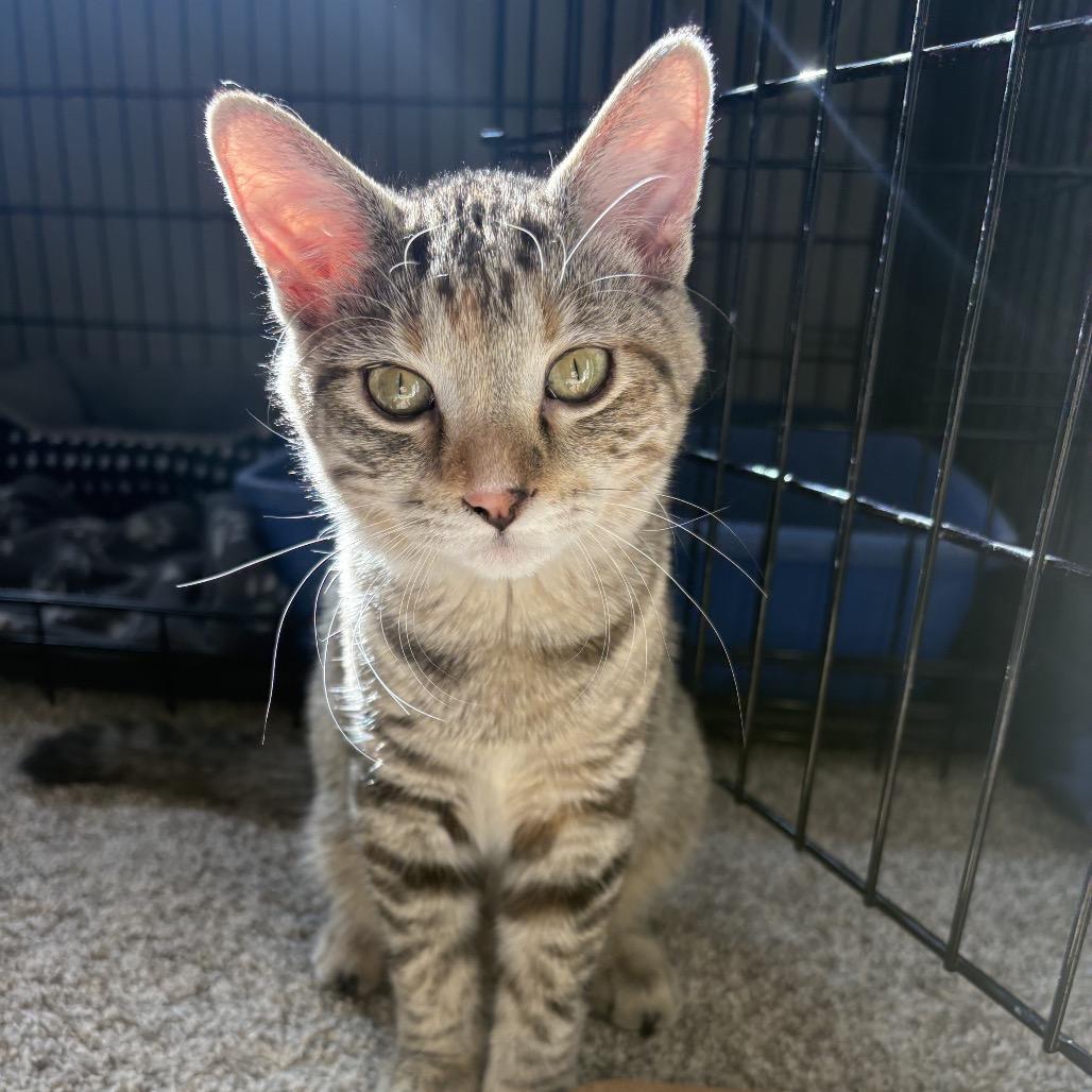 Enlarge Maple Syrup, a Adoptable Domestic Short Hair in Mondovi, WI image 3/5