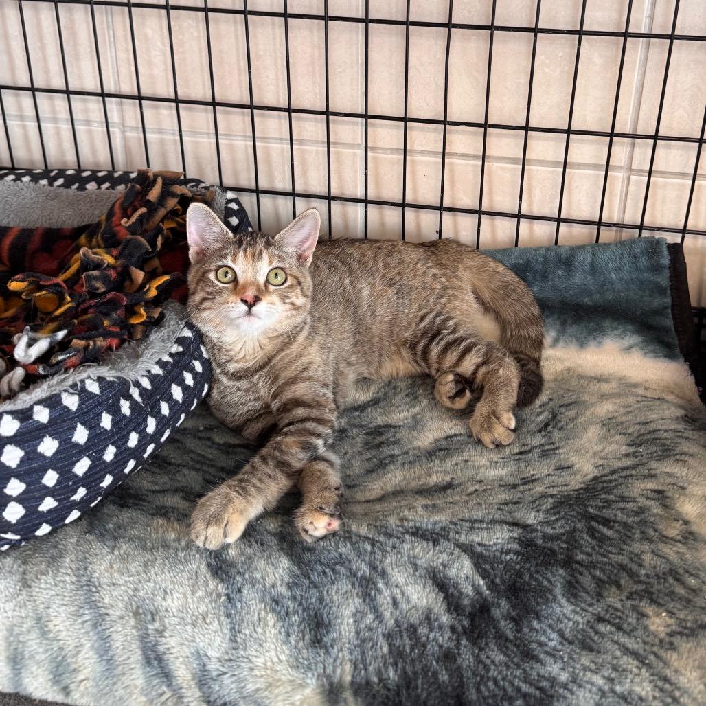 Enlarge Maple Syrup, a Adoptable Domestic Short Hair in Mondovi, WI image 4/5