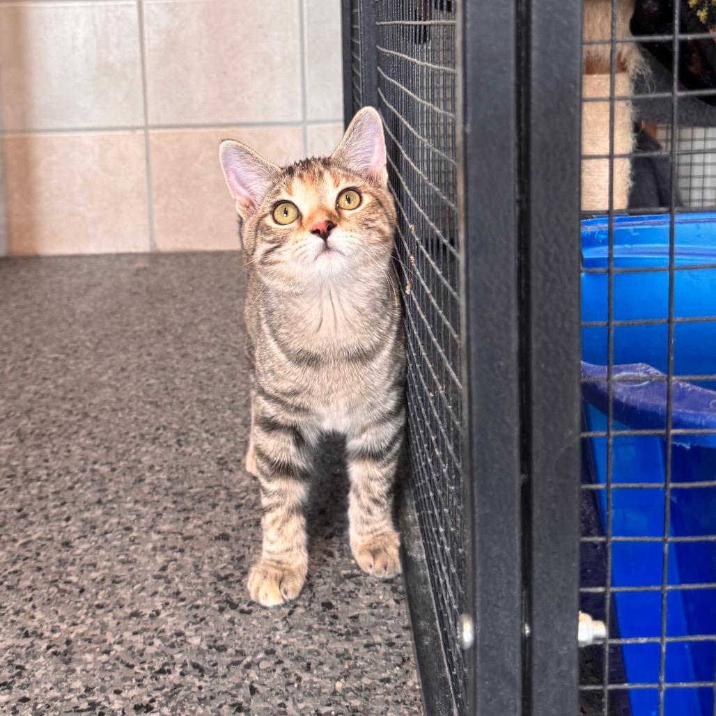 Enlarge Maple Syrup, a Adoptable Domestic Short Hair in Mondovi, WI image 5/5