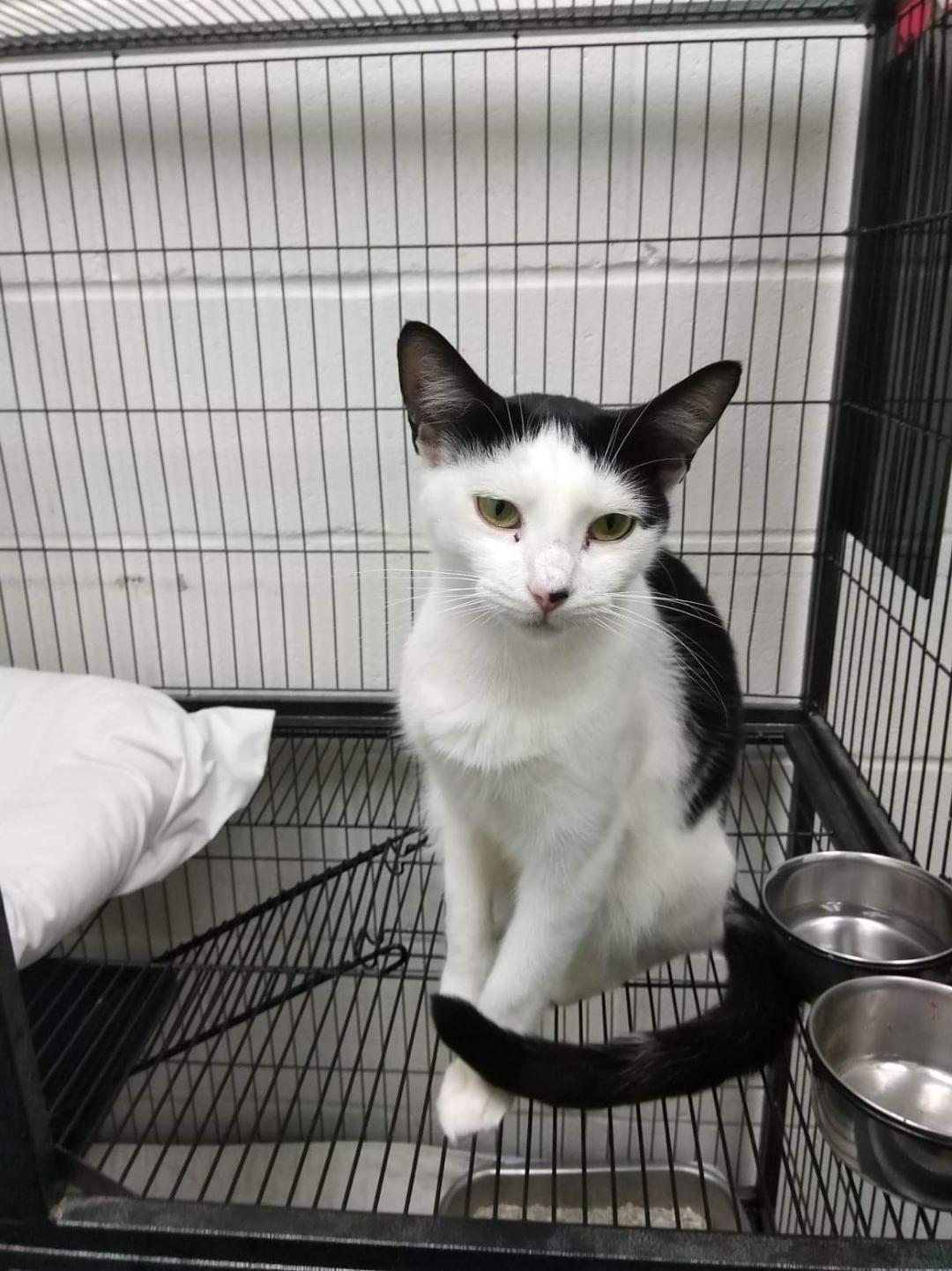 Yasmin, a Adoptable mixed breed in Barnwell, SC image 4/5