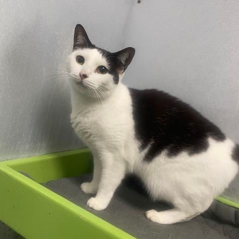 Yasmin, a Adoptable mixed breed in Barnwell, SC image 1/5