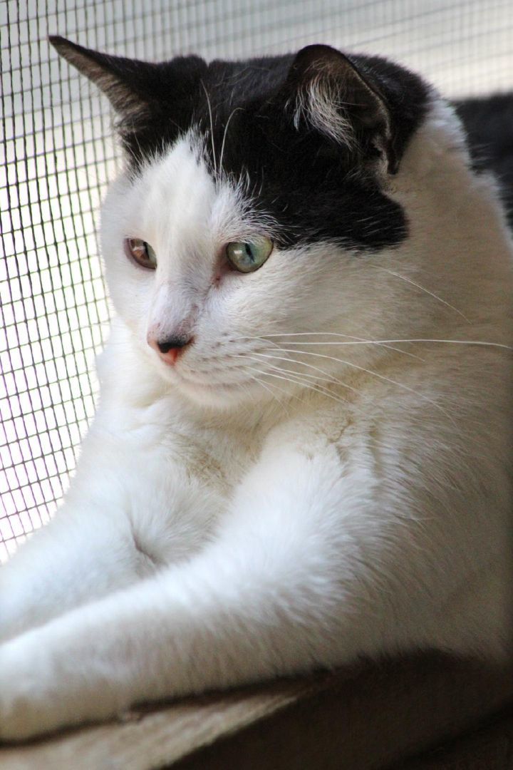 Yasmin, a Adoptable mixed breed in Barnwell, SC image 5/5