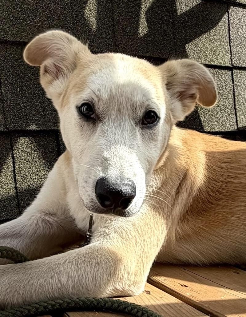 Enlarge Little Man, a Adoptable mixed breed in Bancroft, ON image 3/4
