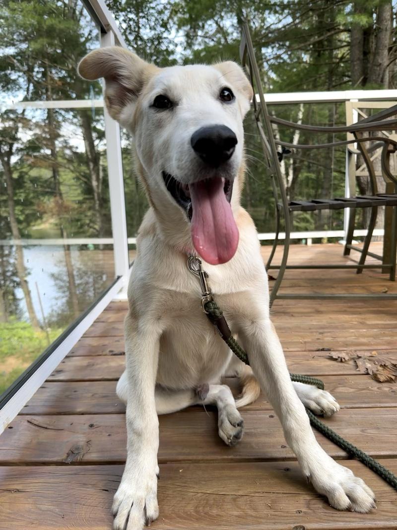 Little Man, Adoptable, Young Male Husky & Labrador Retriever.