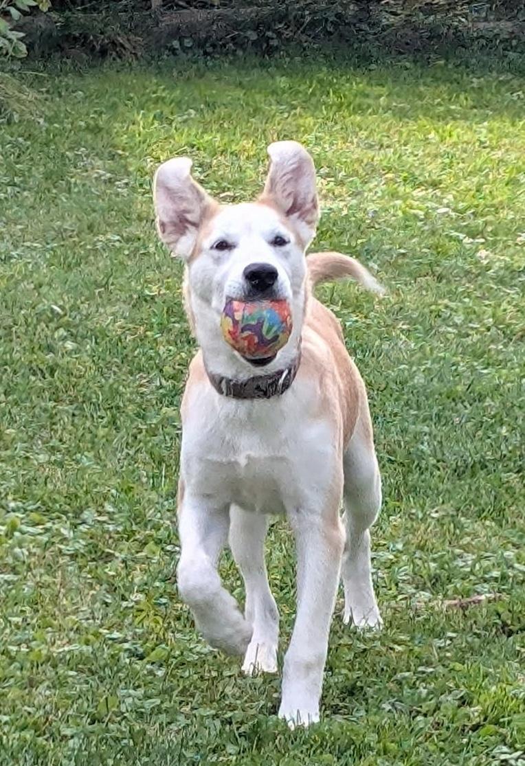 Enlarge Little Man, a Adoptable mixed breed in Bancroft, ON image 4/4
