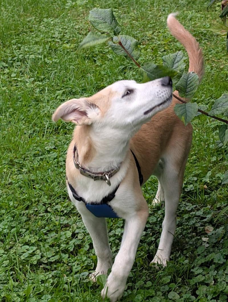Enlarge Little Man, a Adoptable mixed breed in Bancroft, ON image 2/4