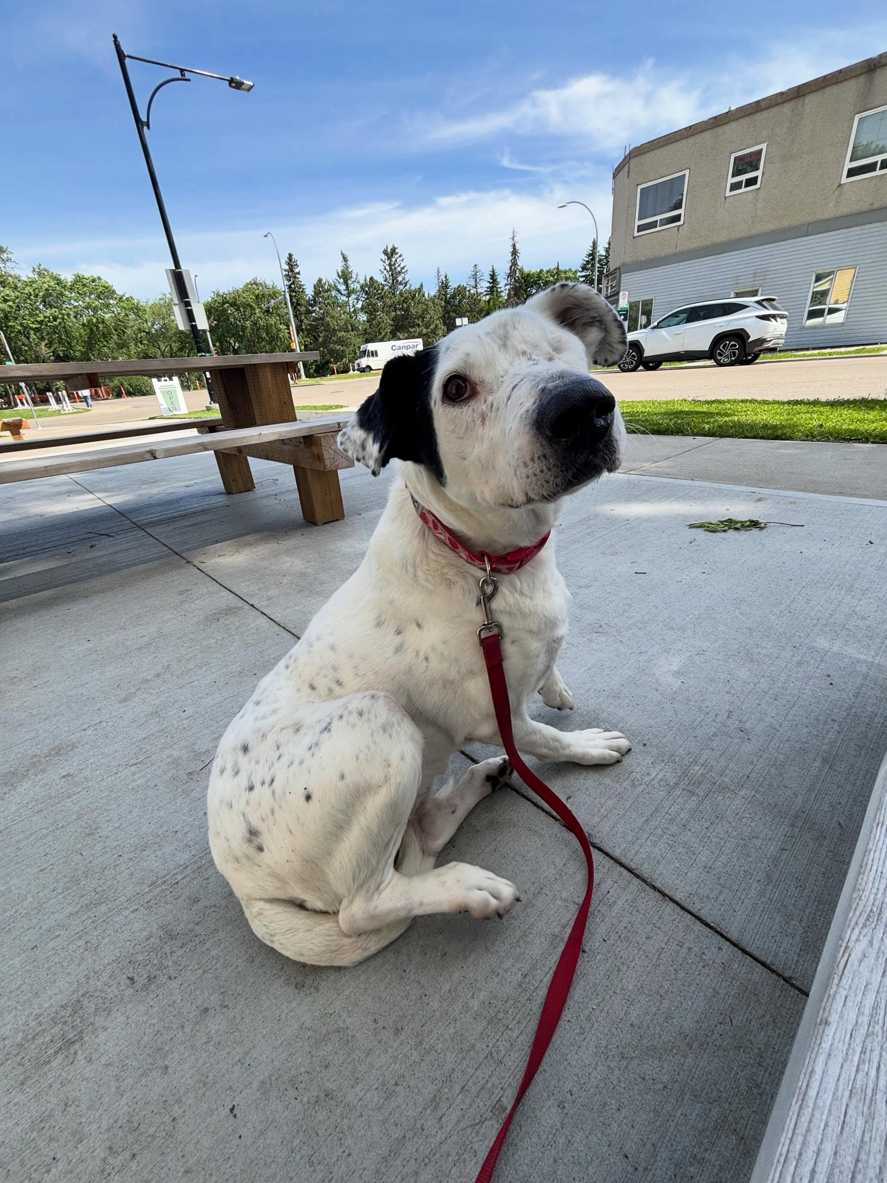 Ripple (One Eye), ADOPTABLE, Senior Female English Pointer.