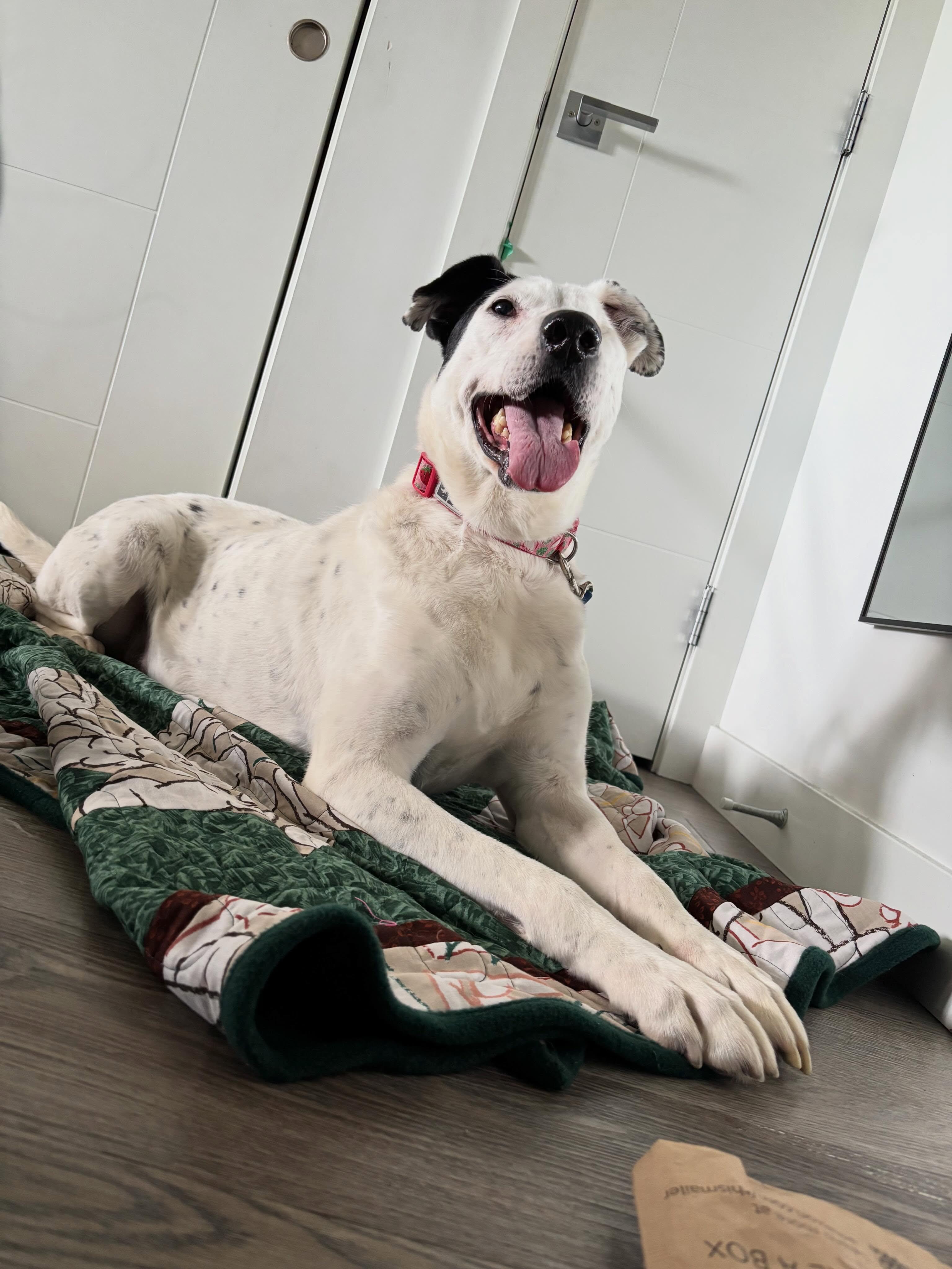 Ripple (One Eye), a ADOPTABLE mixed breed in Edmonton, AB image 2/6