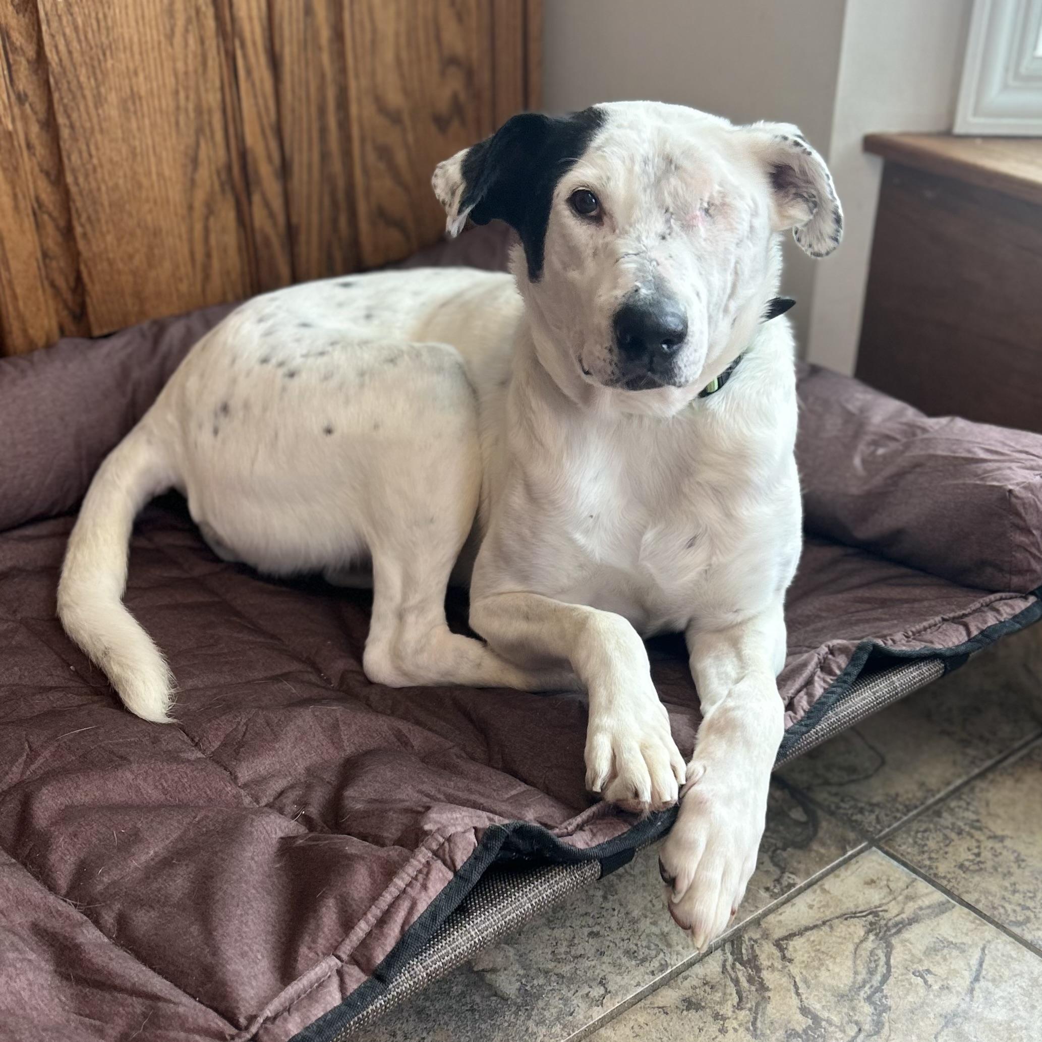 Ripple (One Eye), a ADOPTABLE mixed breed in Edmonton, AB image 4/6