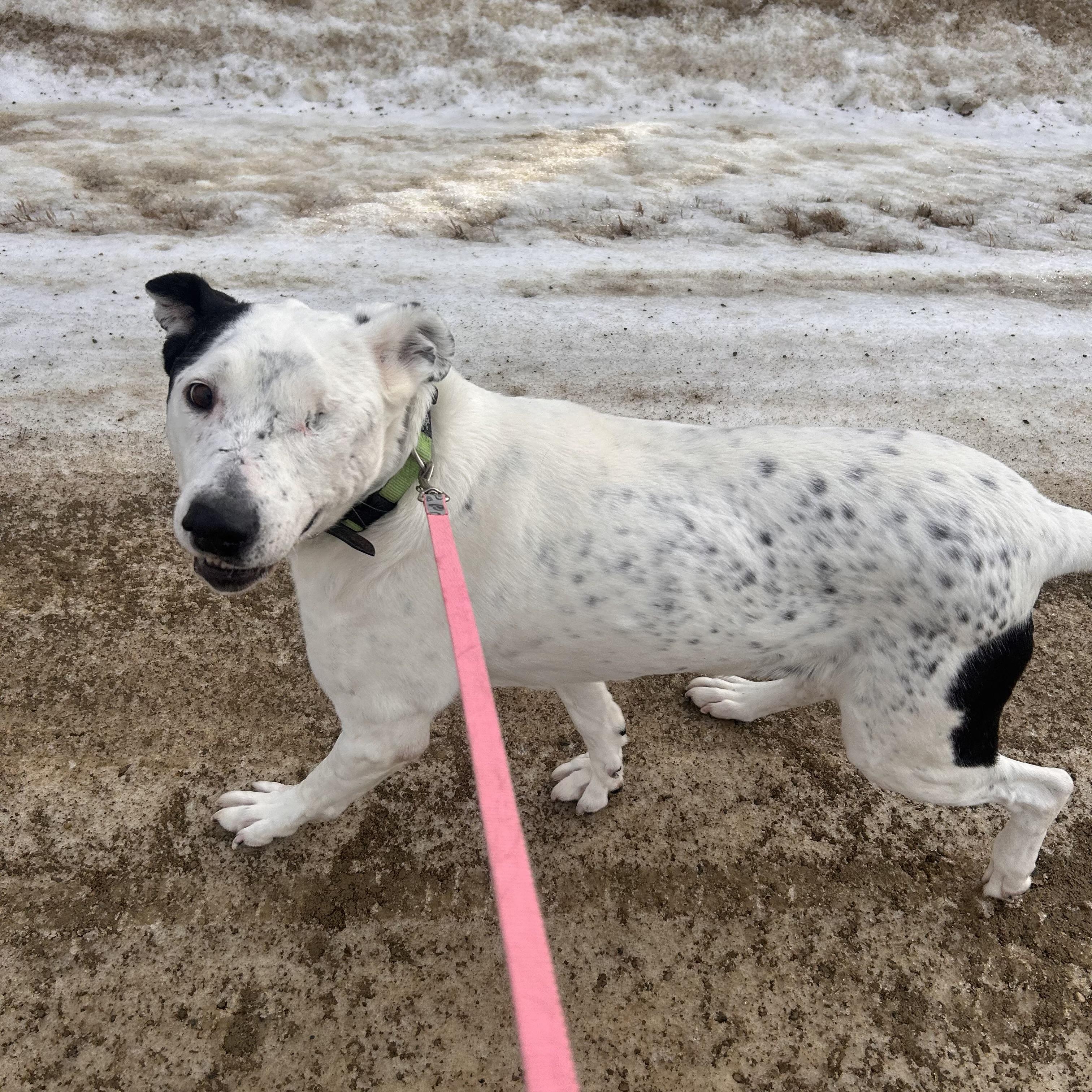 Ripple (One Eye), a ADOPTABLE mixed breed in Edmonton, AB image 6/6