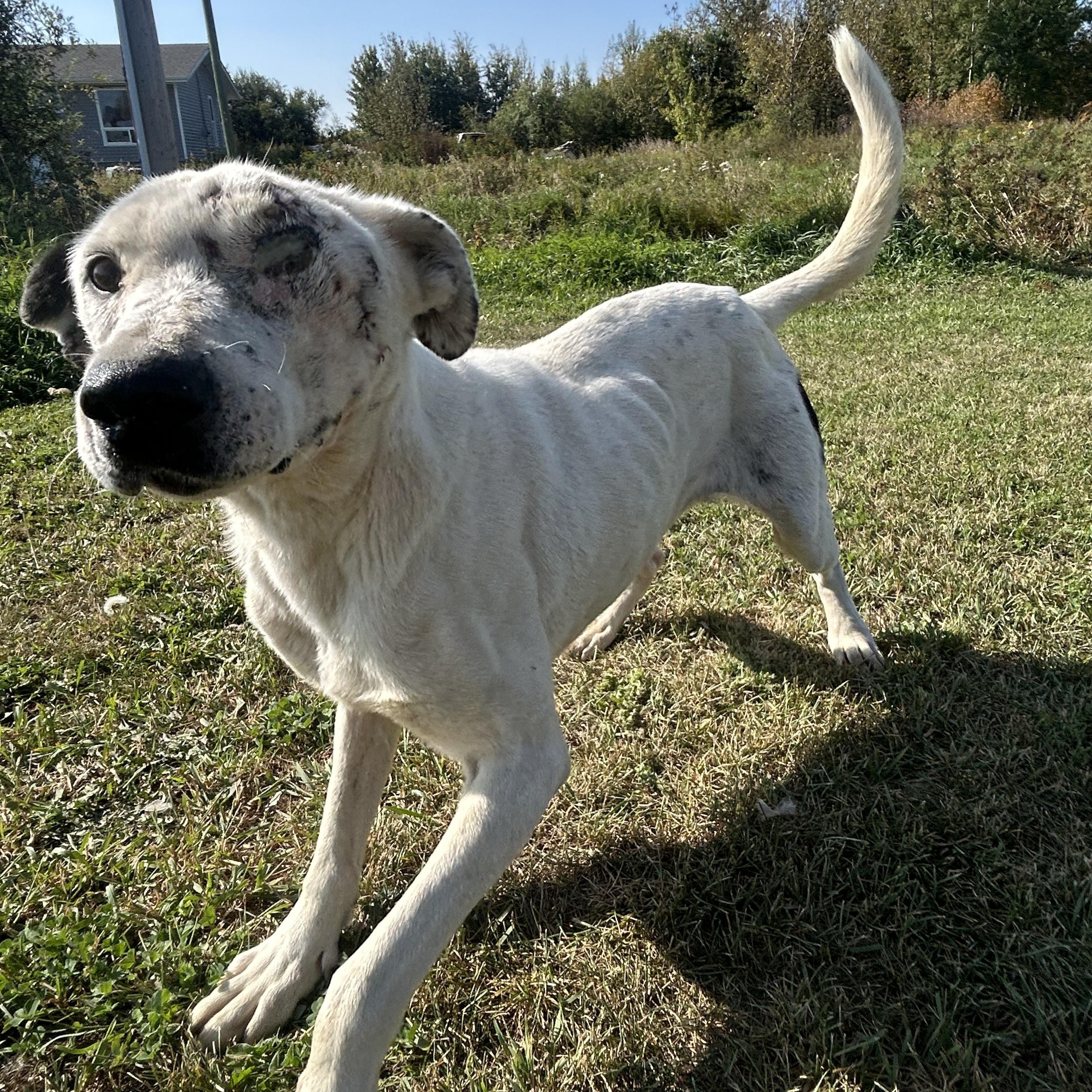 Ripple (One Eye), a ADOPTABLE mixed breed in Edmonton, AB image 5/6