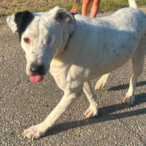 Ripple (One Eye), a ADOPTABLE mixed breed in Edmonton, AB image 3/6