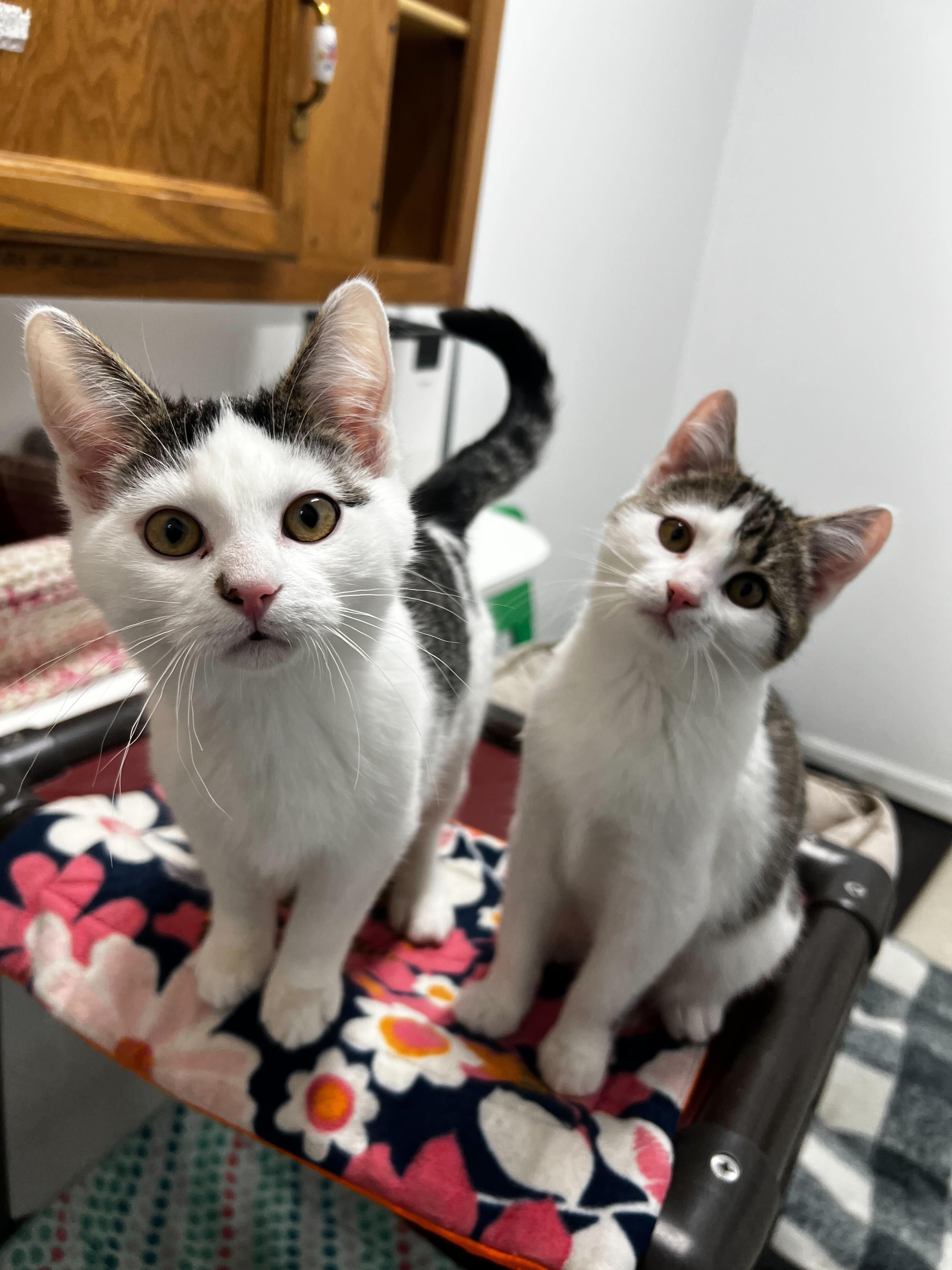 Dumptruck, a ADOPTABLE Domestic Short Hair in Belleville, MI image 2/6