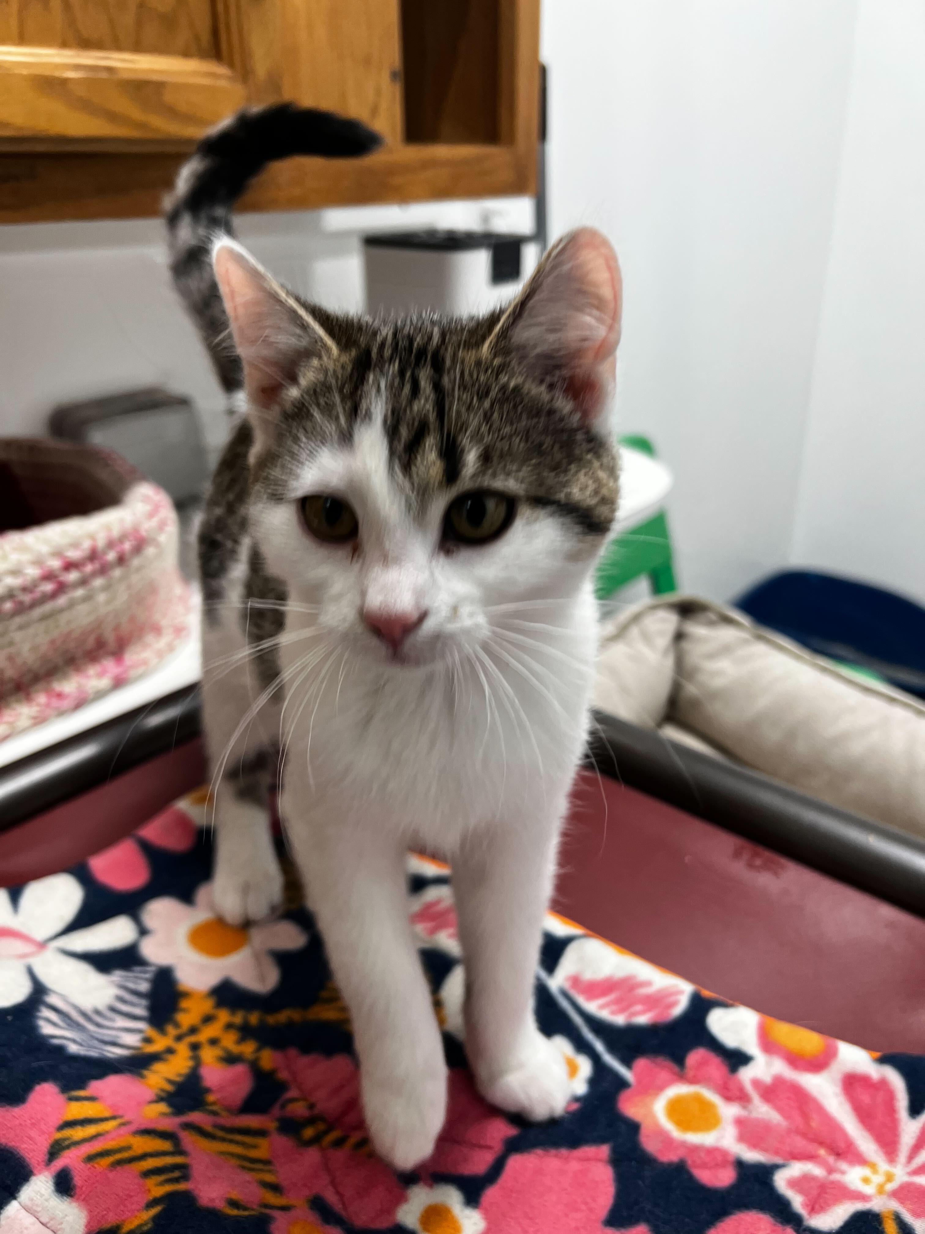 Dumptruck, a ADOPTABLE Domestic Short Hair in Belleville, MI image 3/6