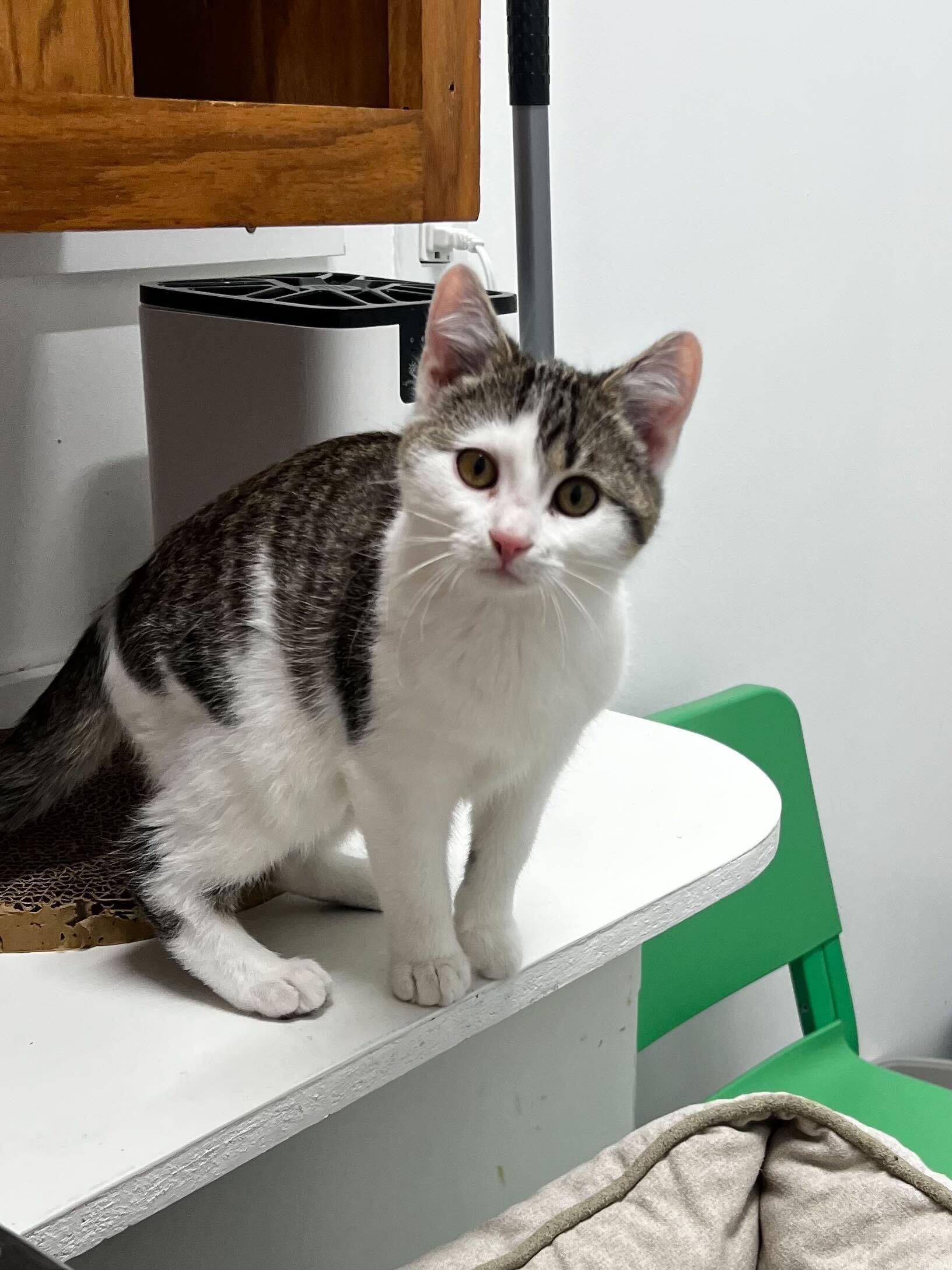 Dumptruck, a ADOPTABLE Domestic Short Hair in Belleville, MI image 4/6