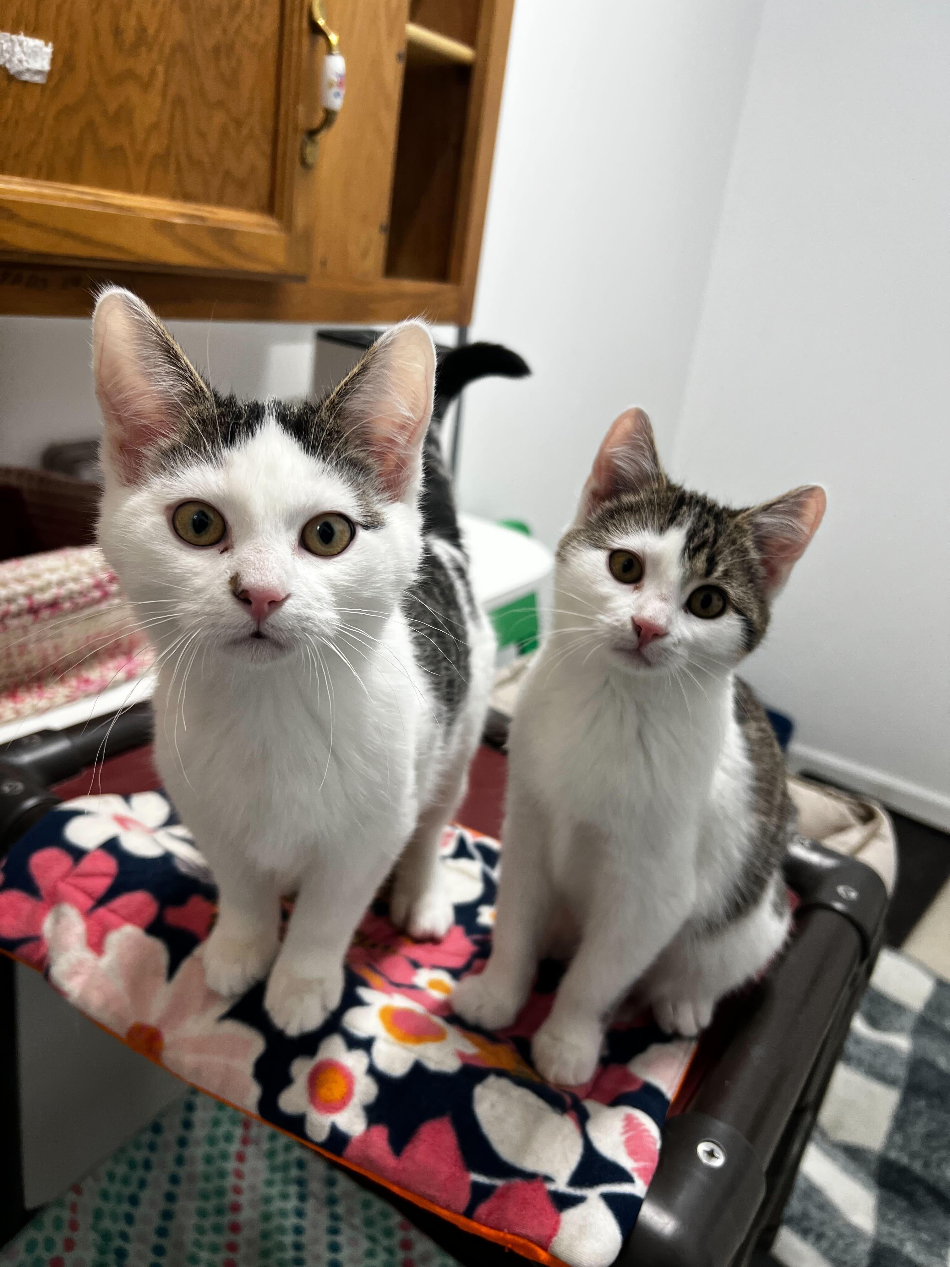 Dumptruck, a ADOPTABLE Domestic Short Hair in Belleville, MI image 5/6