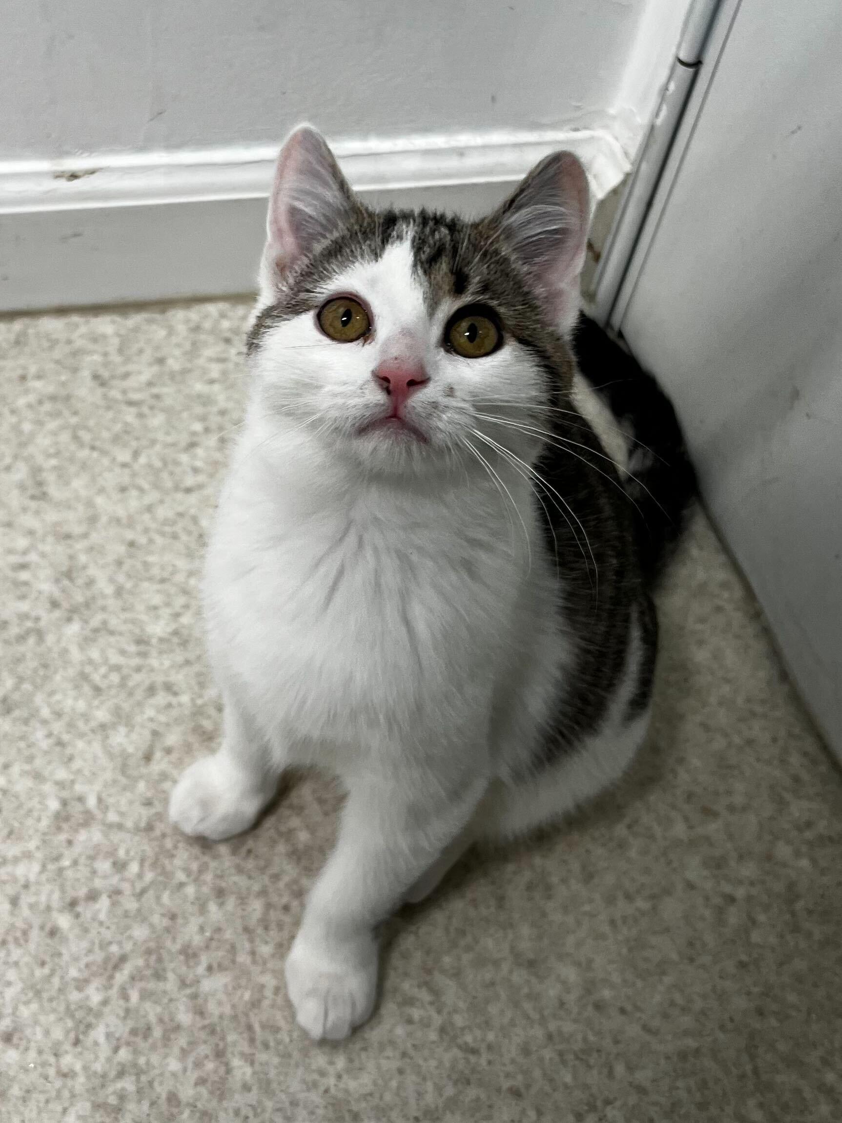 Dumptruck, a ADOPTABLE Domestic Short Hair in Belleville, MI image 6/6