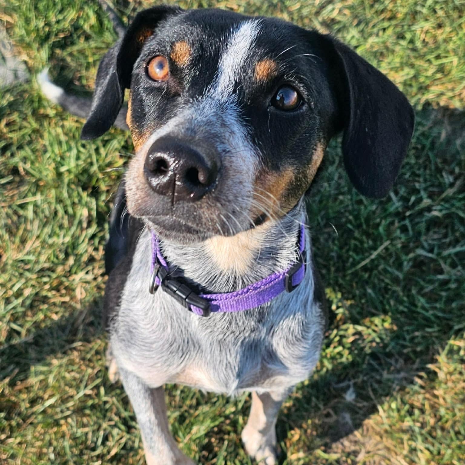 Enlarge Piper, an adoptable Beagle in Minooka, IL image 5/6