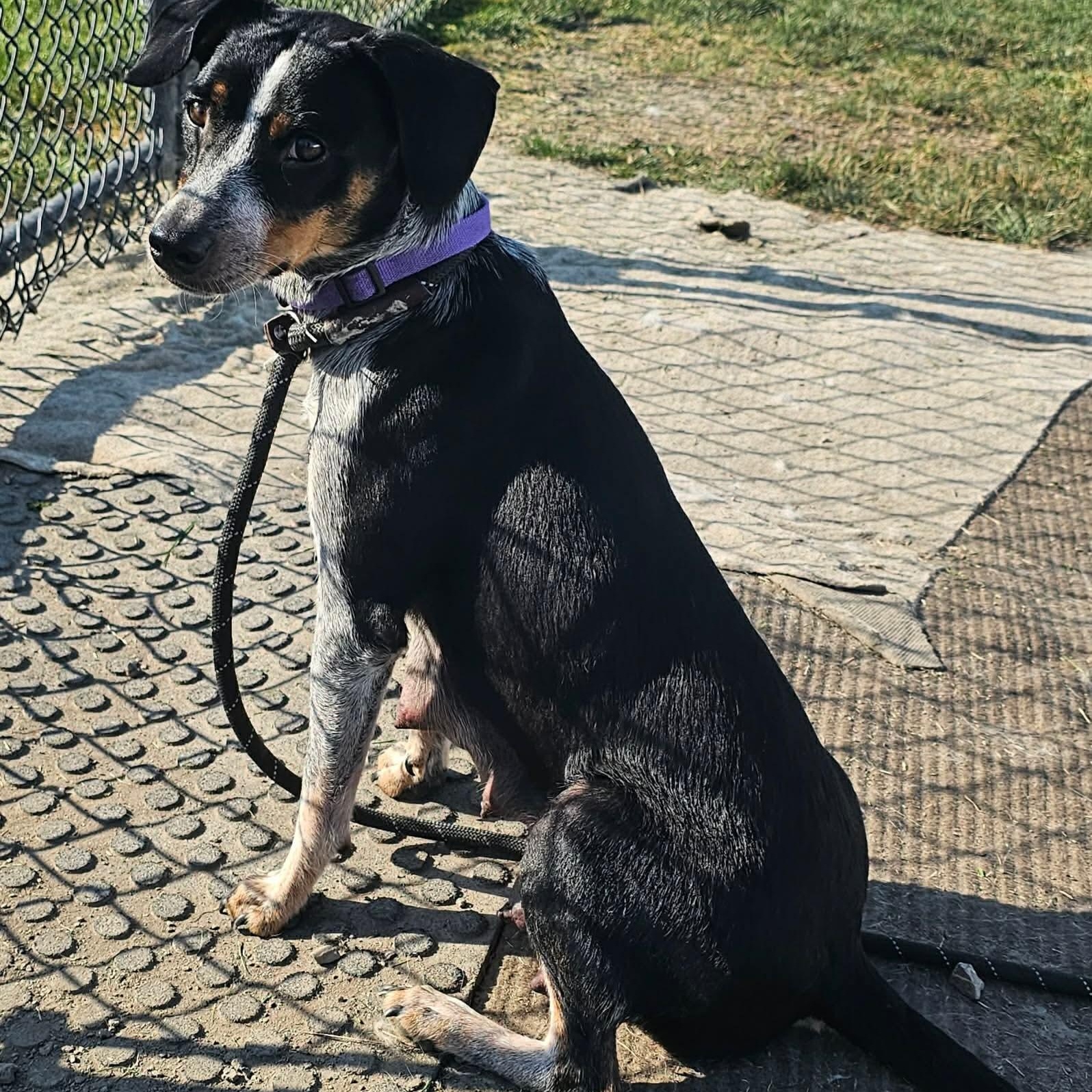 Enlarge Piper, an adoptable Beagle in Minooka, IL image 6/6