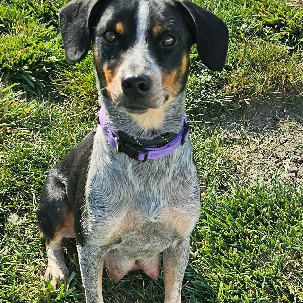 Enlarge Piper, an adoptable Beagle in Minooka, IL image 4/6