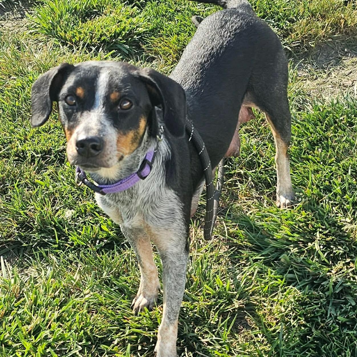 Enlarge Piper, an adoptable Beagle in Minooka, IL image 3/6