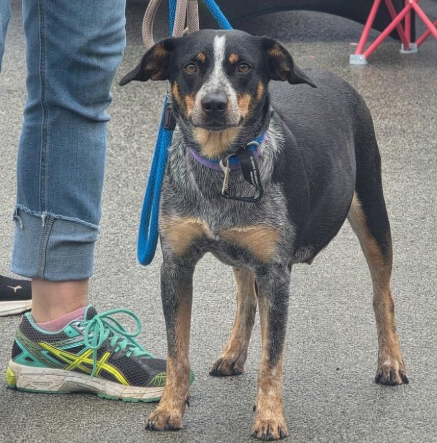 Enlarge Piper, an adoptable Beagle in Minooka, IL image 2/6