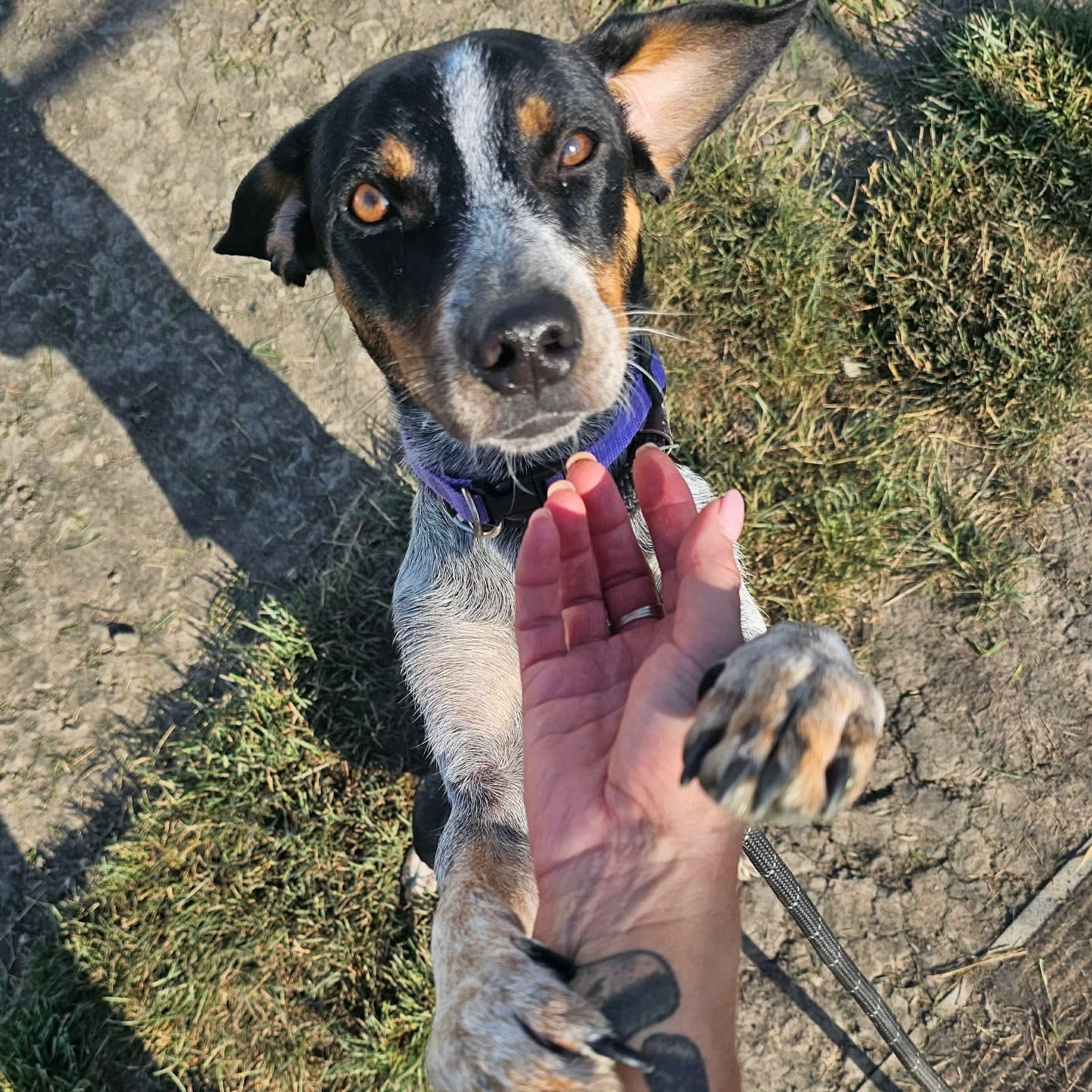 Piper, adoptable, Adult Male Beagle.
