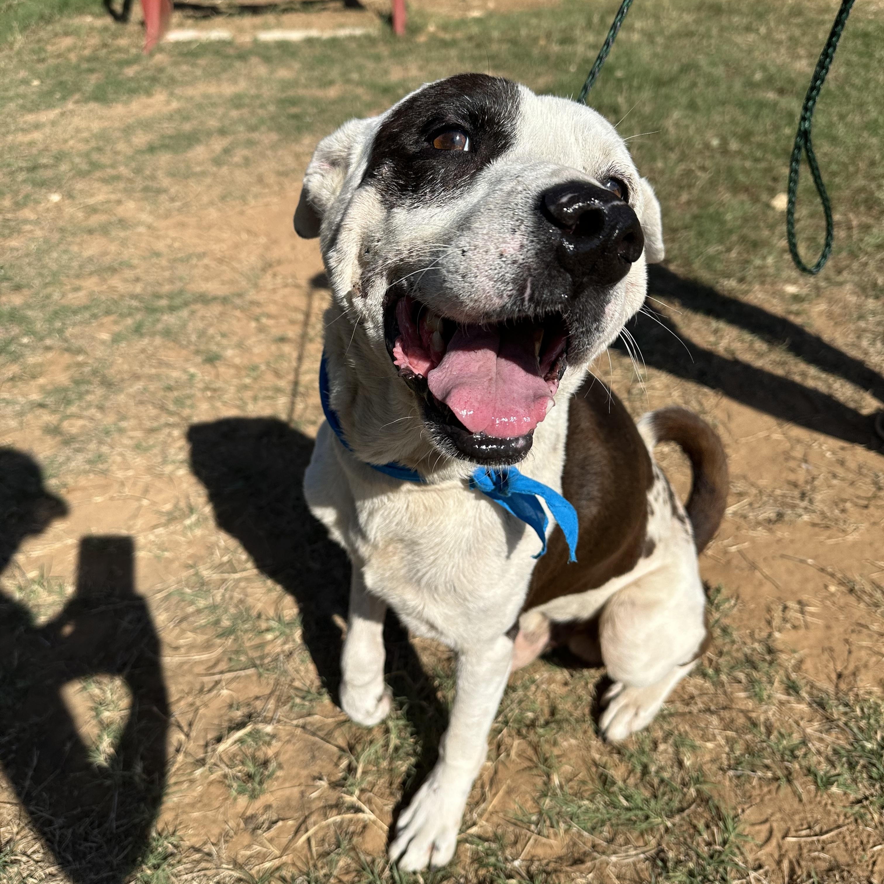 Enlarge Sam Houston, a Adoptable mixed breed in Seguin, TX image 2/6