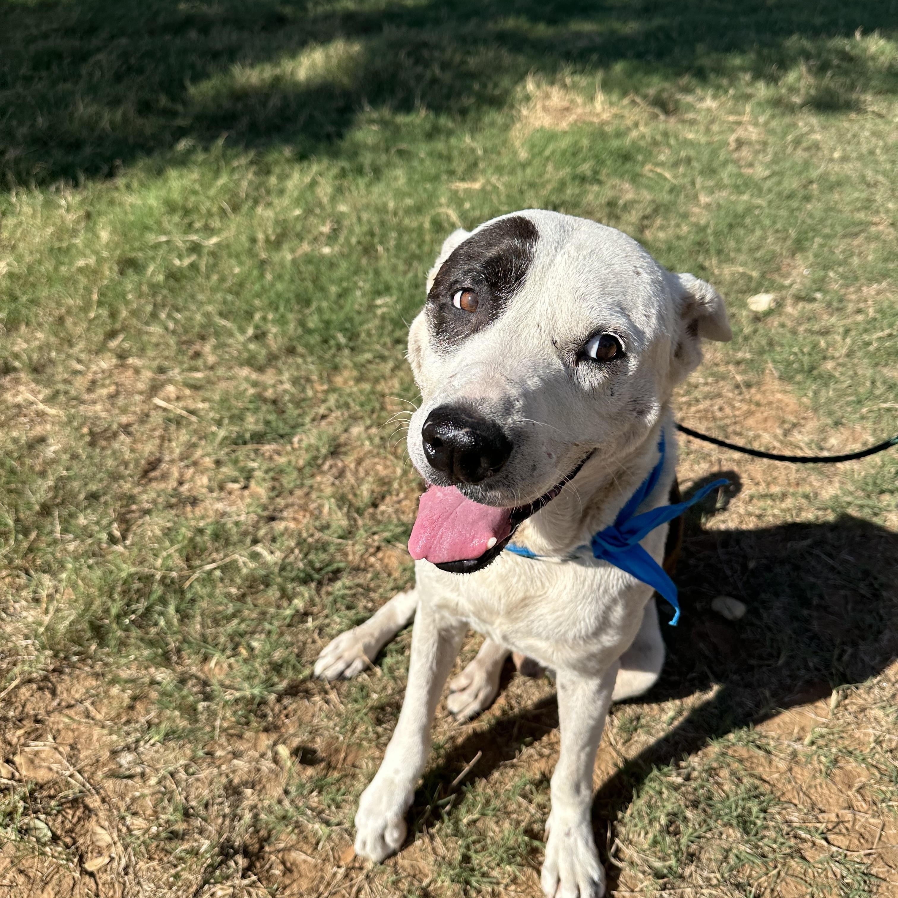 Enlarge Sam Houston, a Adoptable mixed breed in Seguin, TX image 3/6