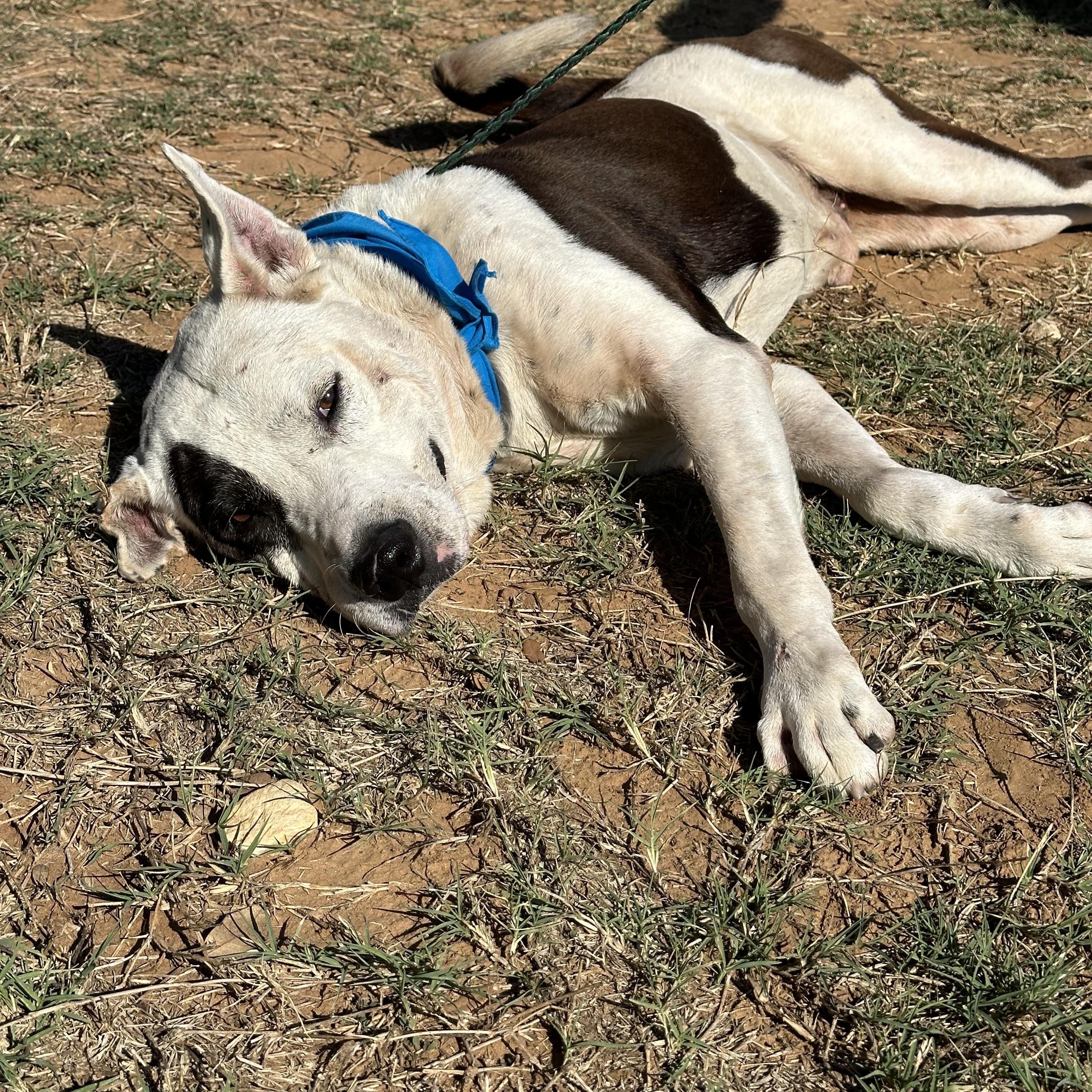 Enlarge Sam Houston, a Adoptable mixed breed in Seguin, TX image 4/6