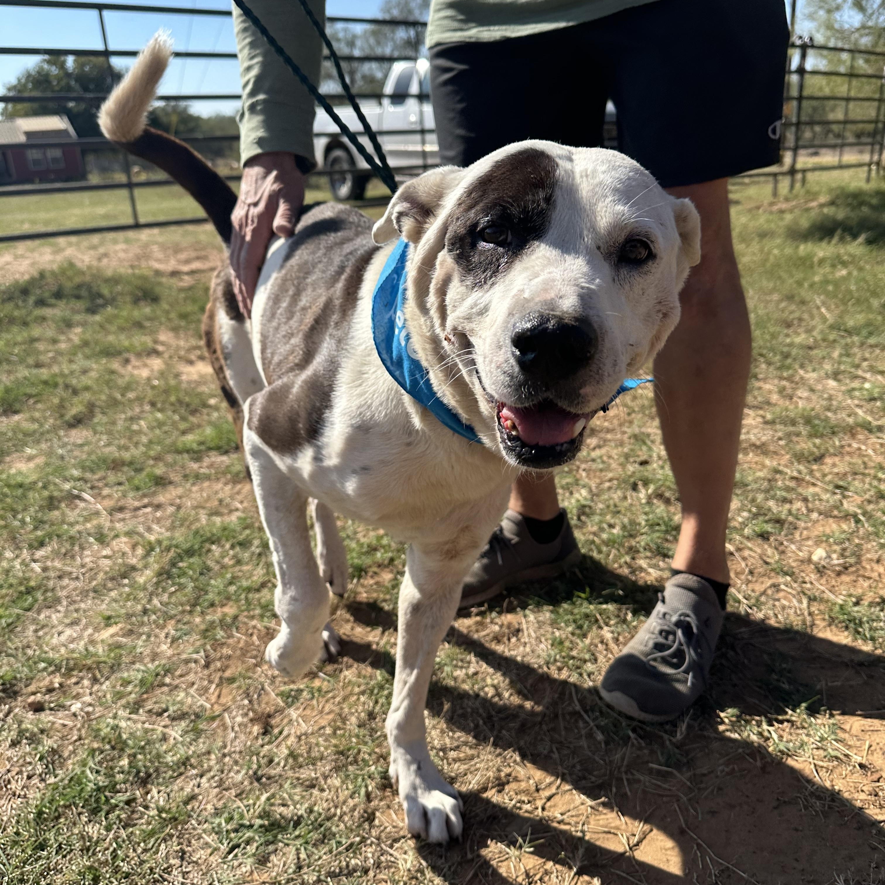 Enlarge Sam Houston, a Adoptable mixed breed in Seguin, TX image 5/6